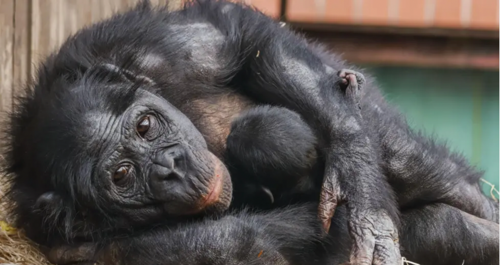 Bonobo mum Yuli and her new born baby