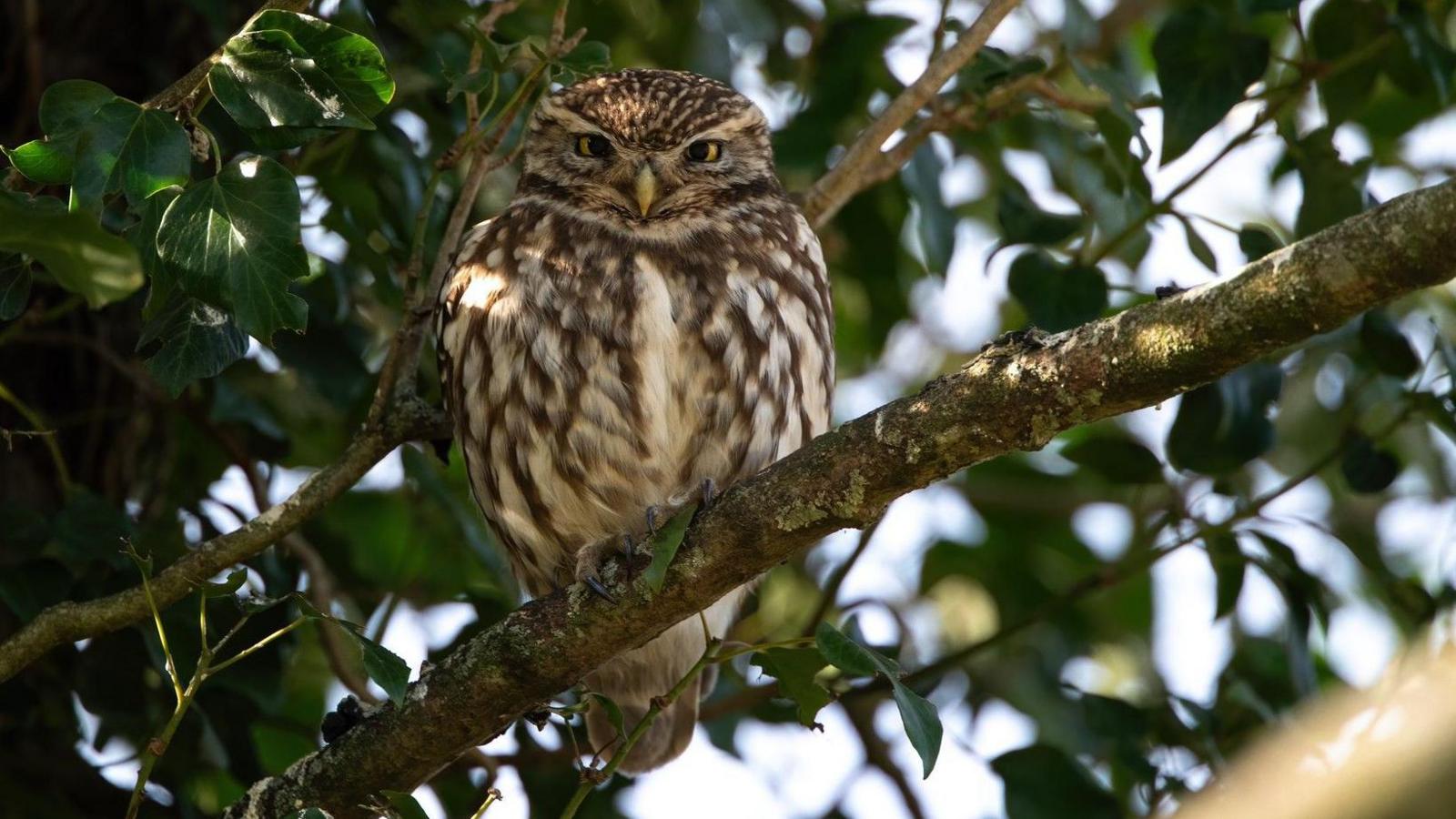 A brown and white owl is looking towards the camera. It has yellow eyes, and is standing on a branch or a tree. There are lots of leaves and twigs surrounding it.