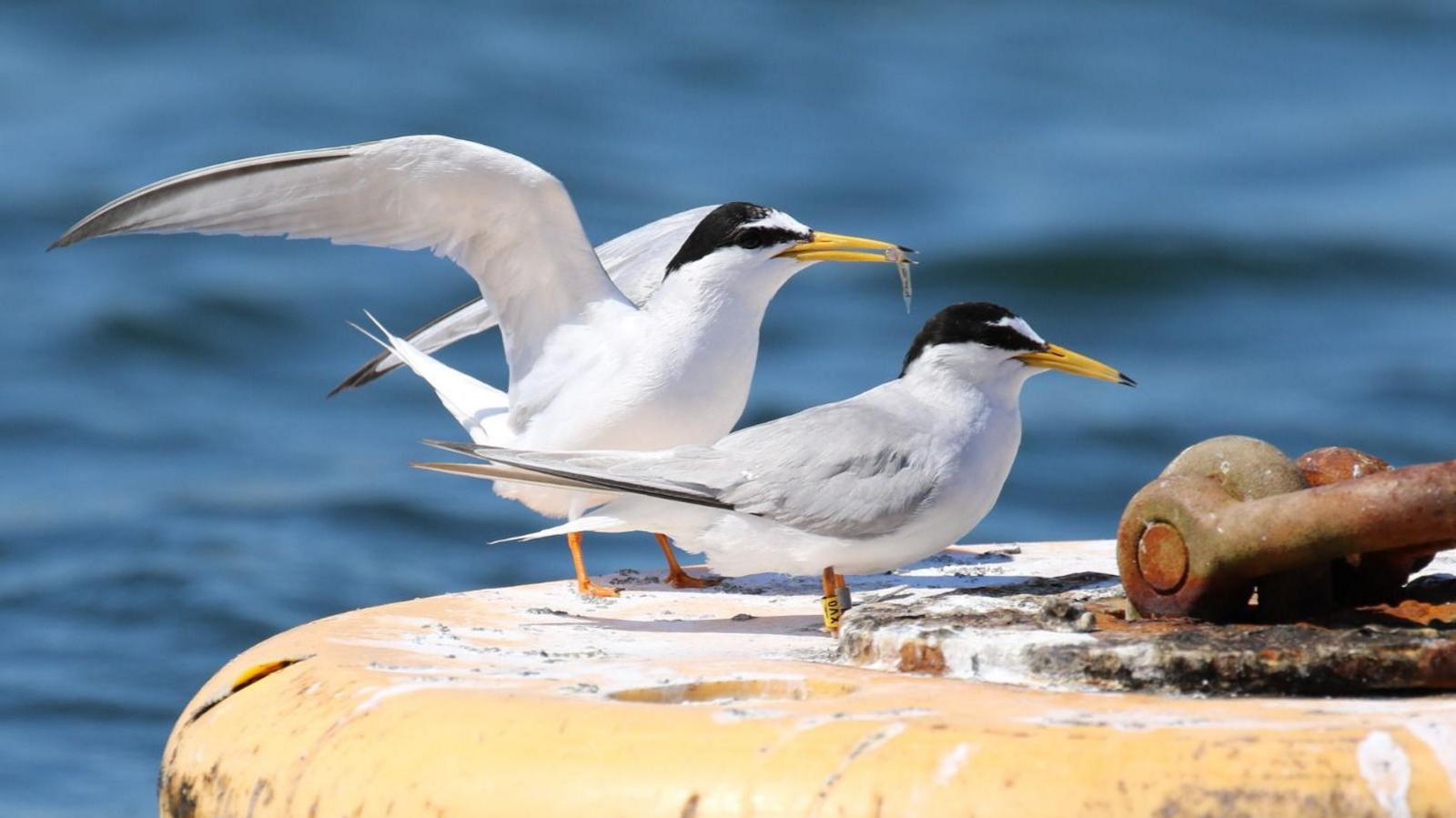 Two adult little terns with fish in their bills. They have landed on a yellow buoy. It is a sunny day.