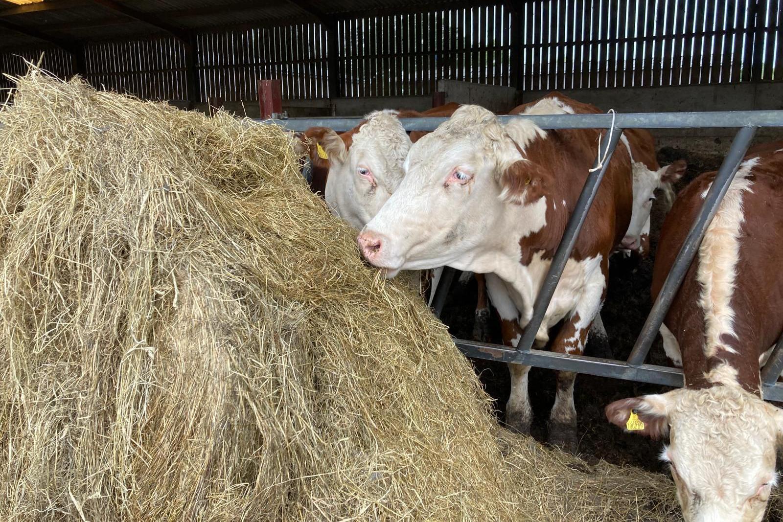 Three cows stood behind a gate and are stretching their necks through to eat a large heap of straw.