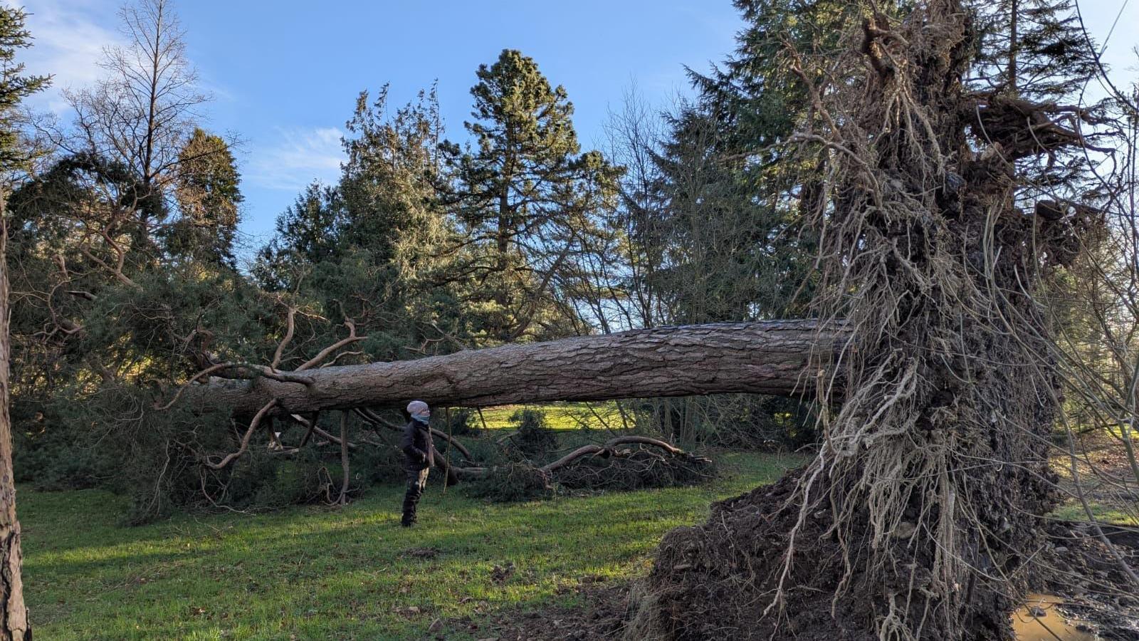 A person stands in front of a large tree uprooted and blown down at Rowallane Garden. Other trees remain standing in the garden. The person is wearing a woollen hat and scarf, 