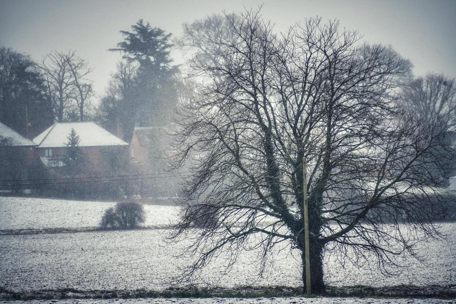 Frosty tree in field in Braintree