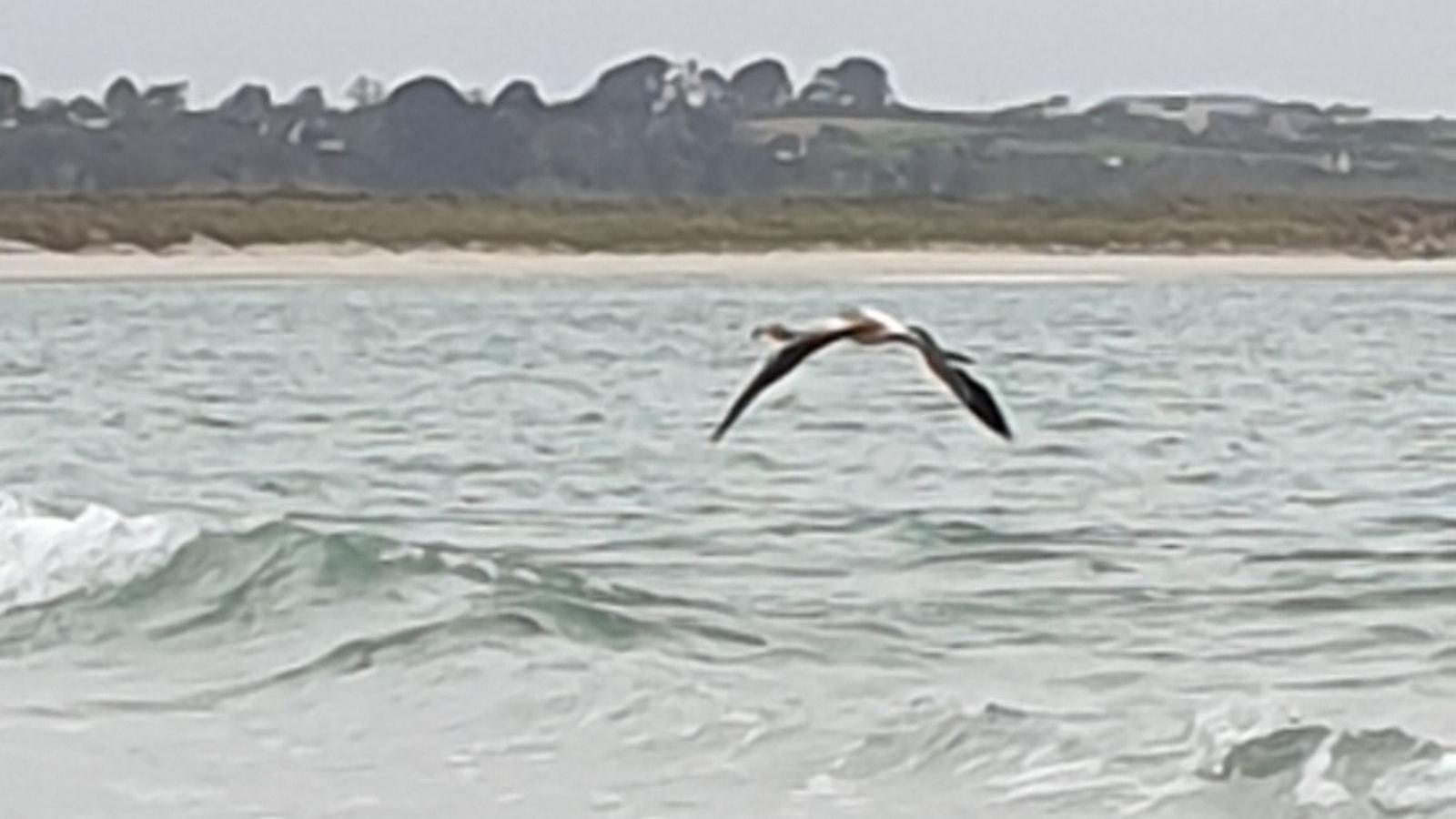 A flamingo is flying over waves towards a sandy shoreline which has sand dunes leading to hills and trees.