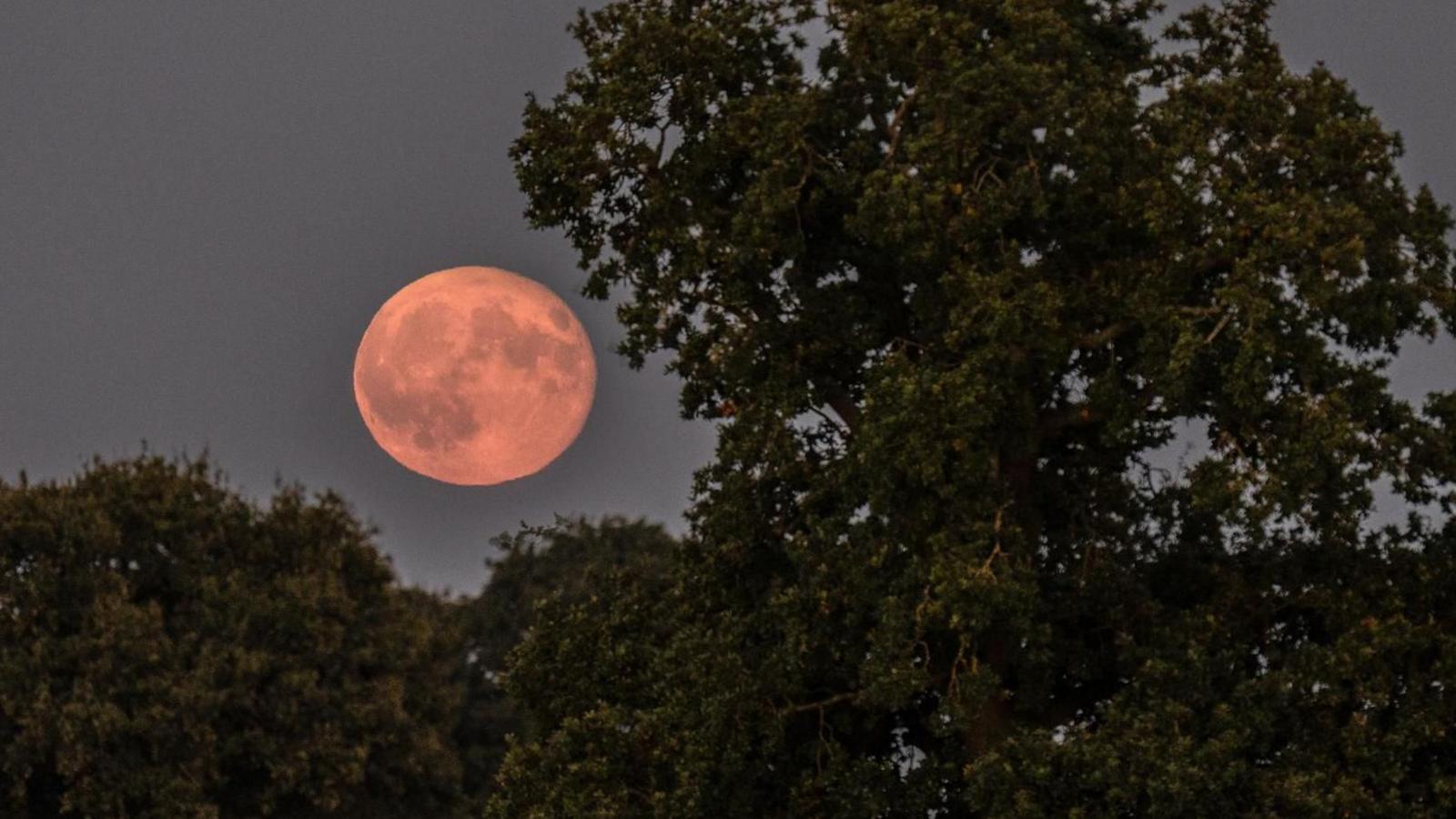 A moon with a pinkish glow in the sky. It is set in the background. There are large trees in the foreground. 