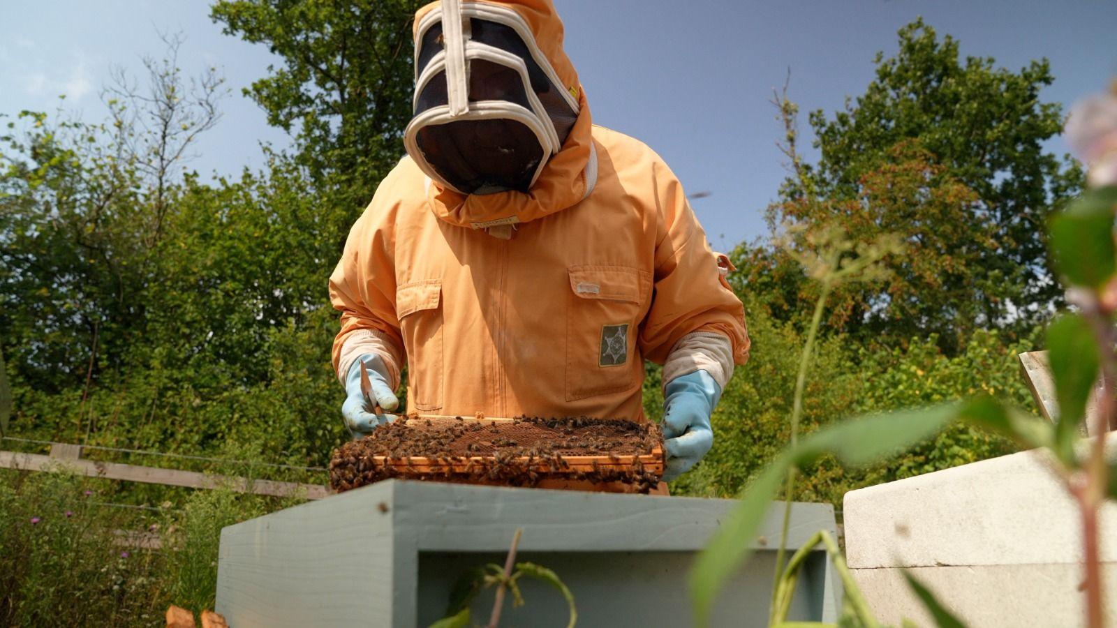 A man in an orange beekeeping suit holds a wooden frame with bees crawling over it. He is standing in a field with trees and plants.