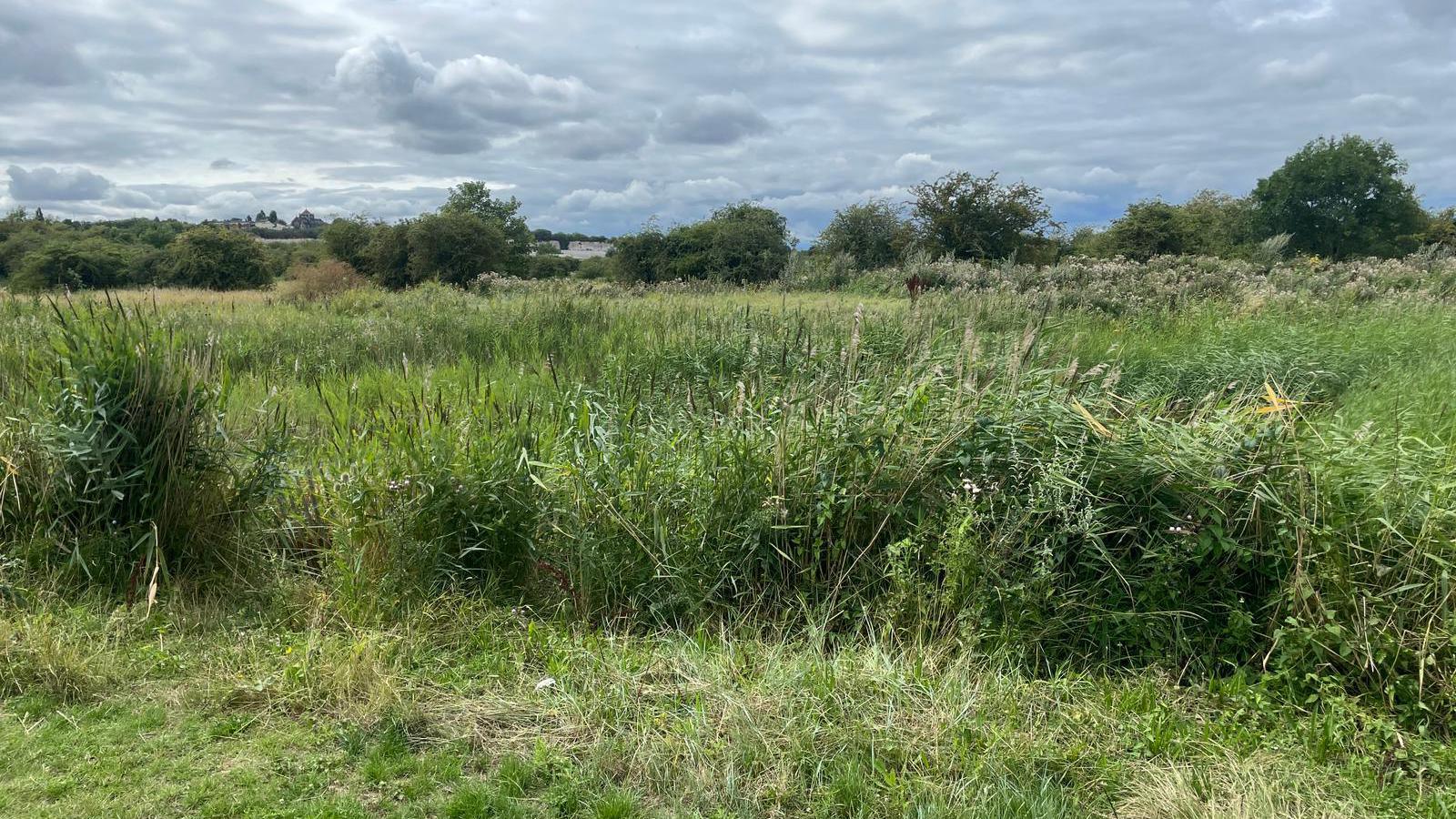 The grassy wetlands and tress in the distance on the Swanscombe Peninsula