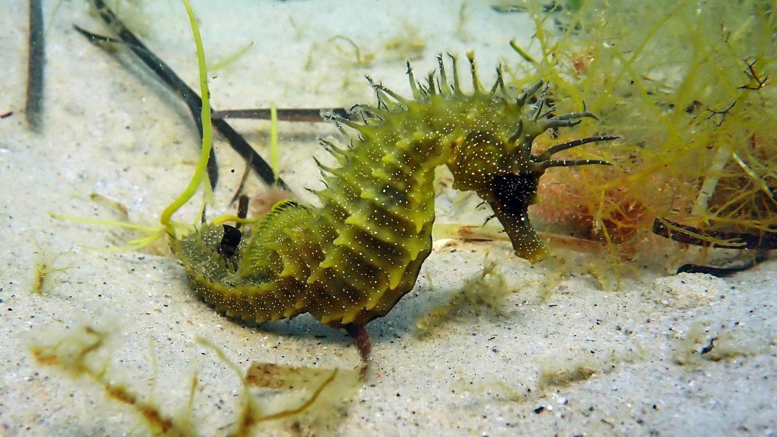 Underwater image of a spiny seahorse clinging to a small piece of sea grass and tilting to one side on the sandy seabed.