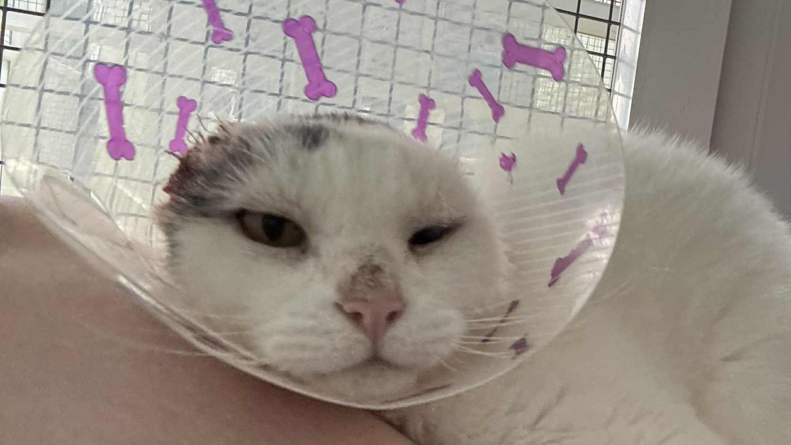 Mittens rests on a person's legs while wearing a clear cone around his neck with some pink dog bones painted on it. He has had his ears removed.