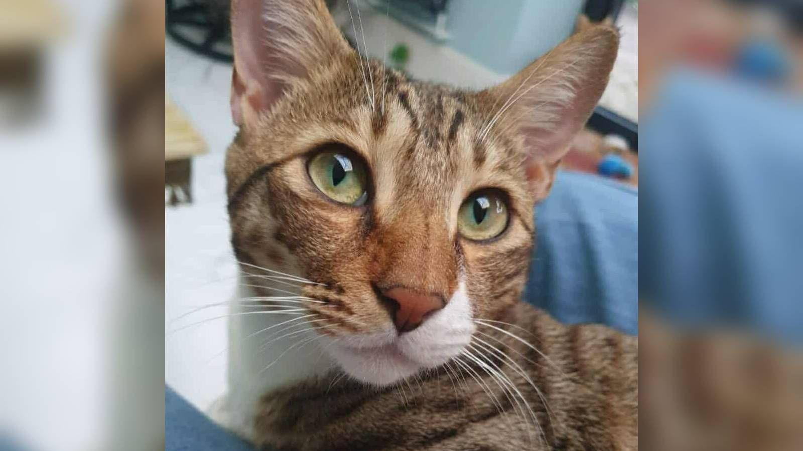 A brown striped cat with green eyes sits on a woman's lap. The woman is wearing jeans and the cat is looking upwards.