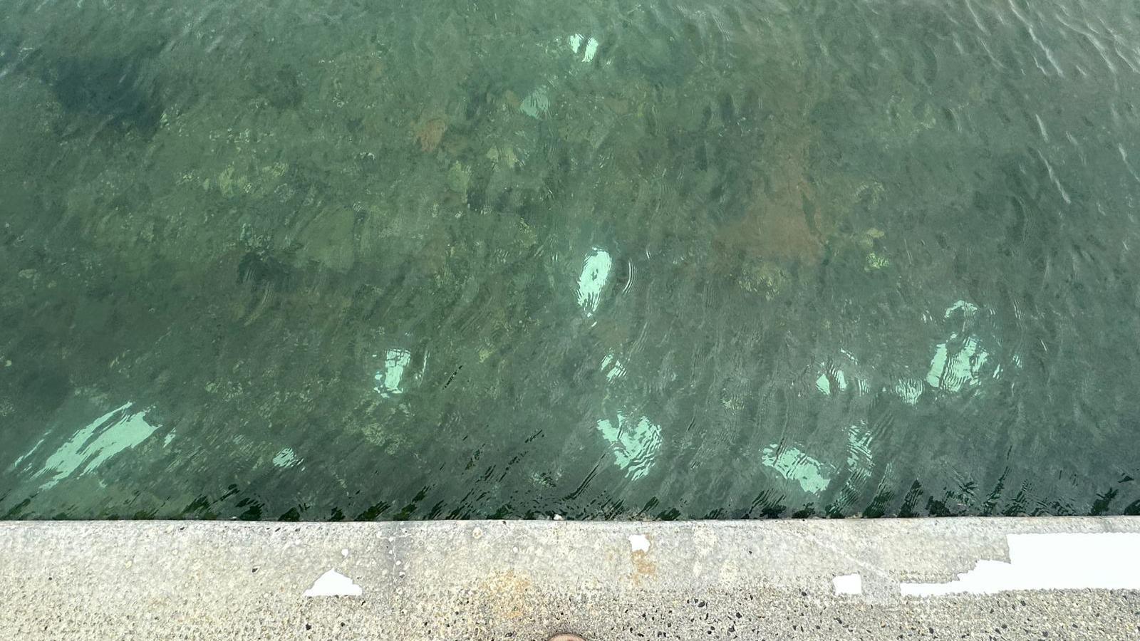 Picture of a white painted line on concreate. The line is mostly peeled away. Above it is water where you can clearly see the fragments of broken paint in