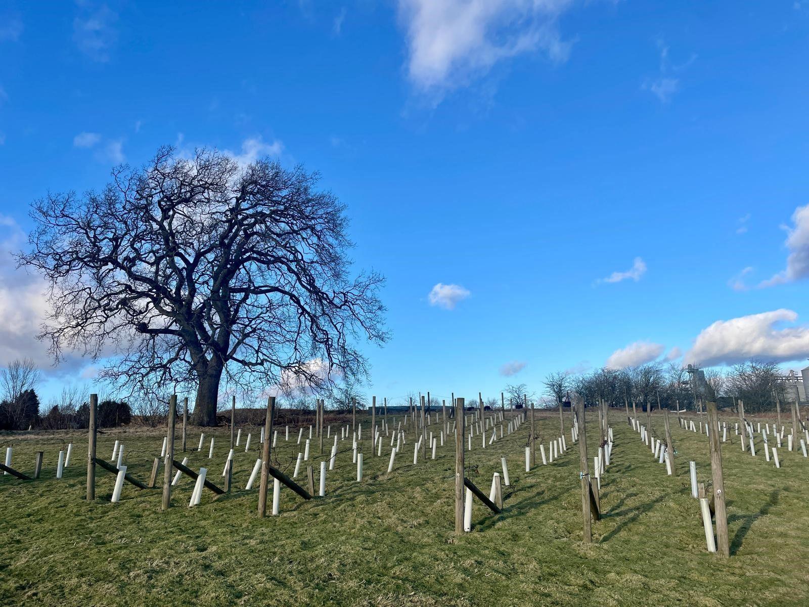 A selection of vines staked out in a field with a large, leafless tree in the middle