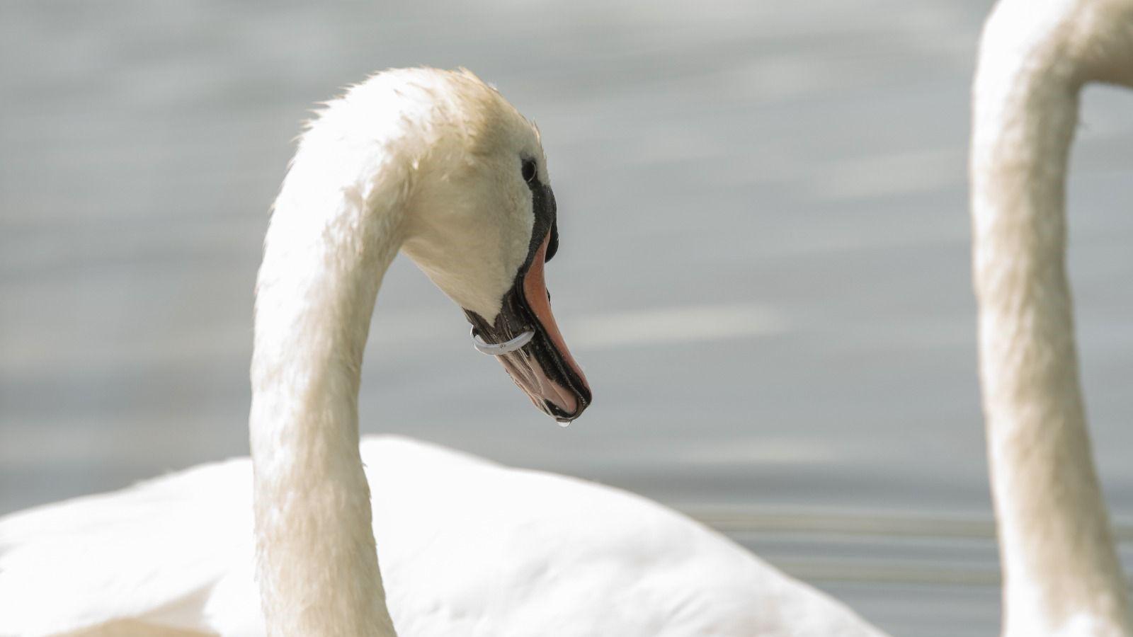 Two white swans on water. One can be seen with a small, plastic ring, around its orange beak.