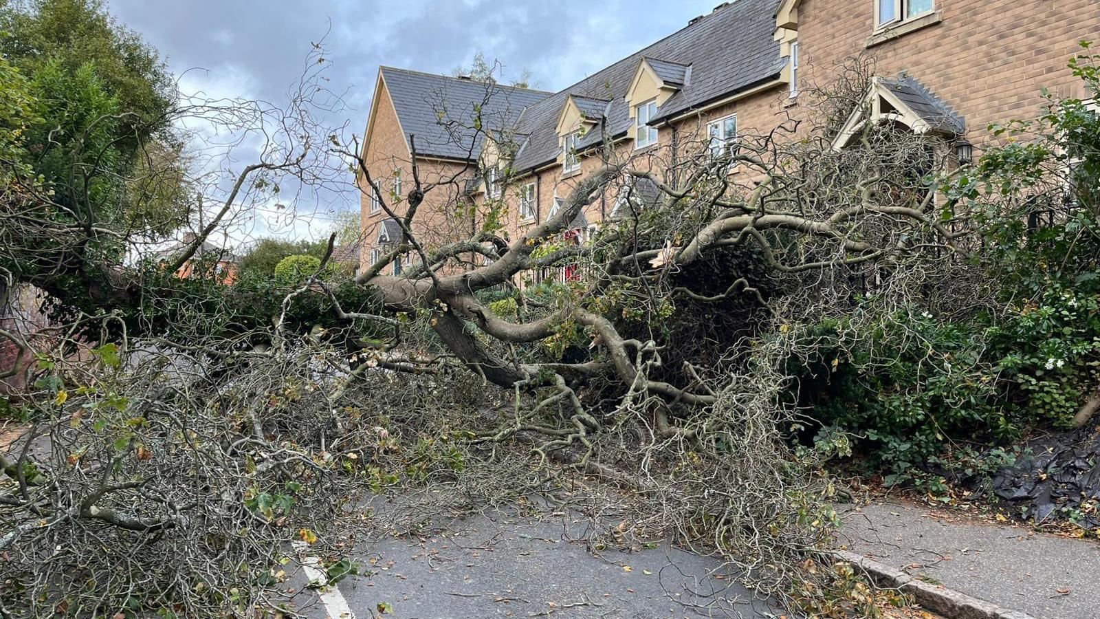 A large tree is collapsed over a single-carriageway road. There is a three-storey building of modern terraced houses behind a line of bushes. There are clouds above.