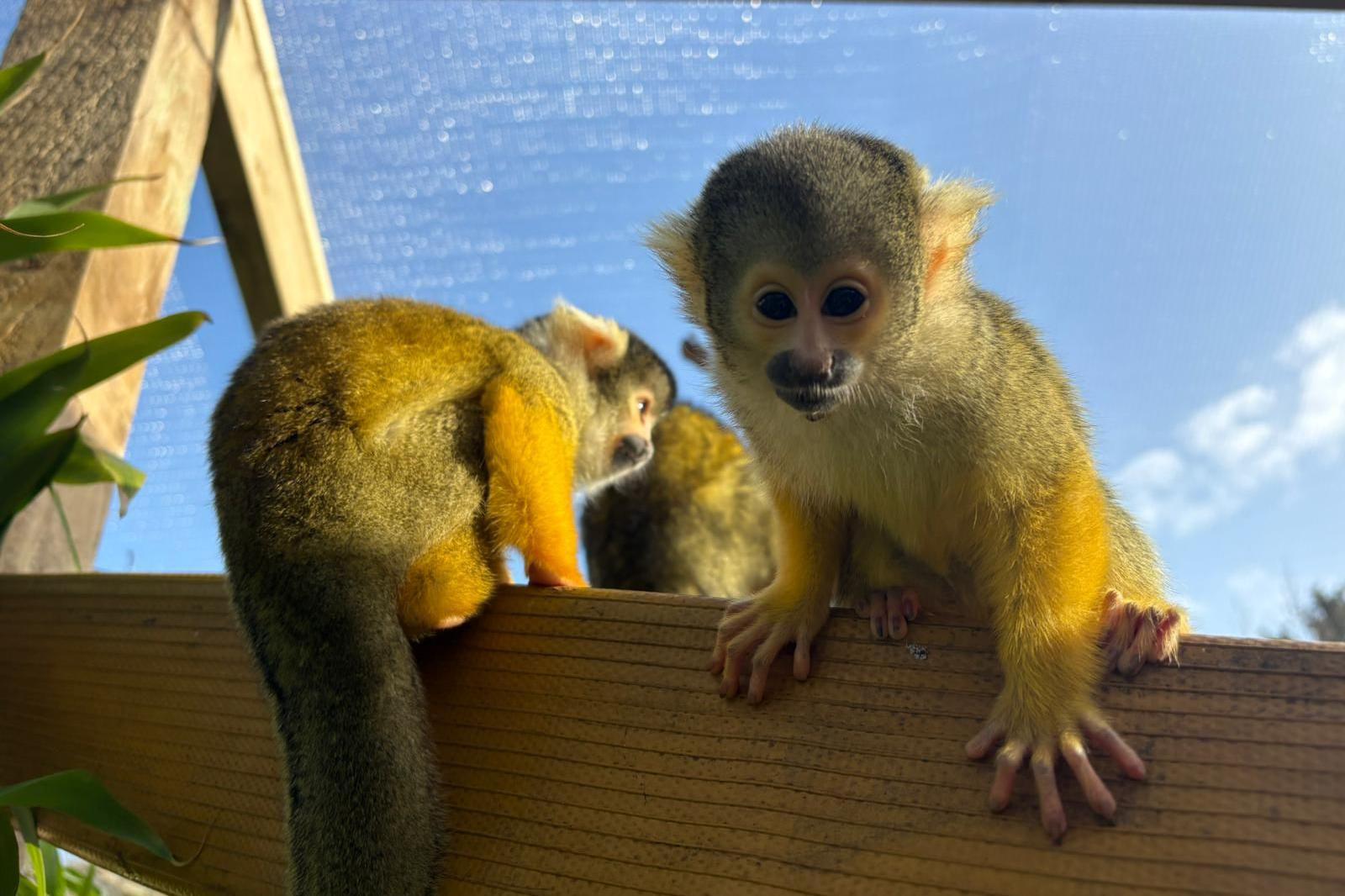 Three squirrel monkeys, which have brown heads, blonde ears, and yellow-orange fur, sit on a wooden post. One sits at the front and stares at the camera, another sits next to it with its back to the camera, and the third is in the background, its face not visible.