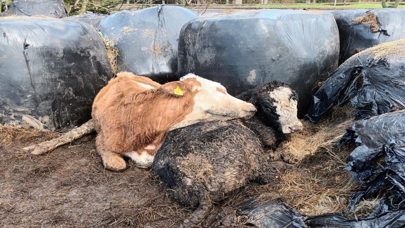 Two cows lying on the ground, one draped over the other