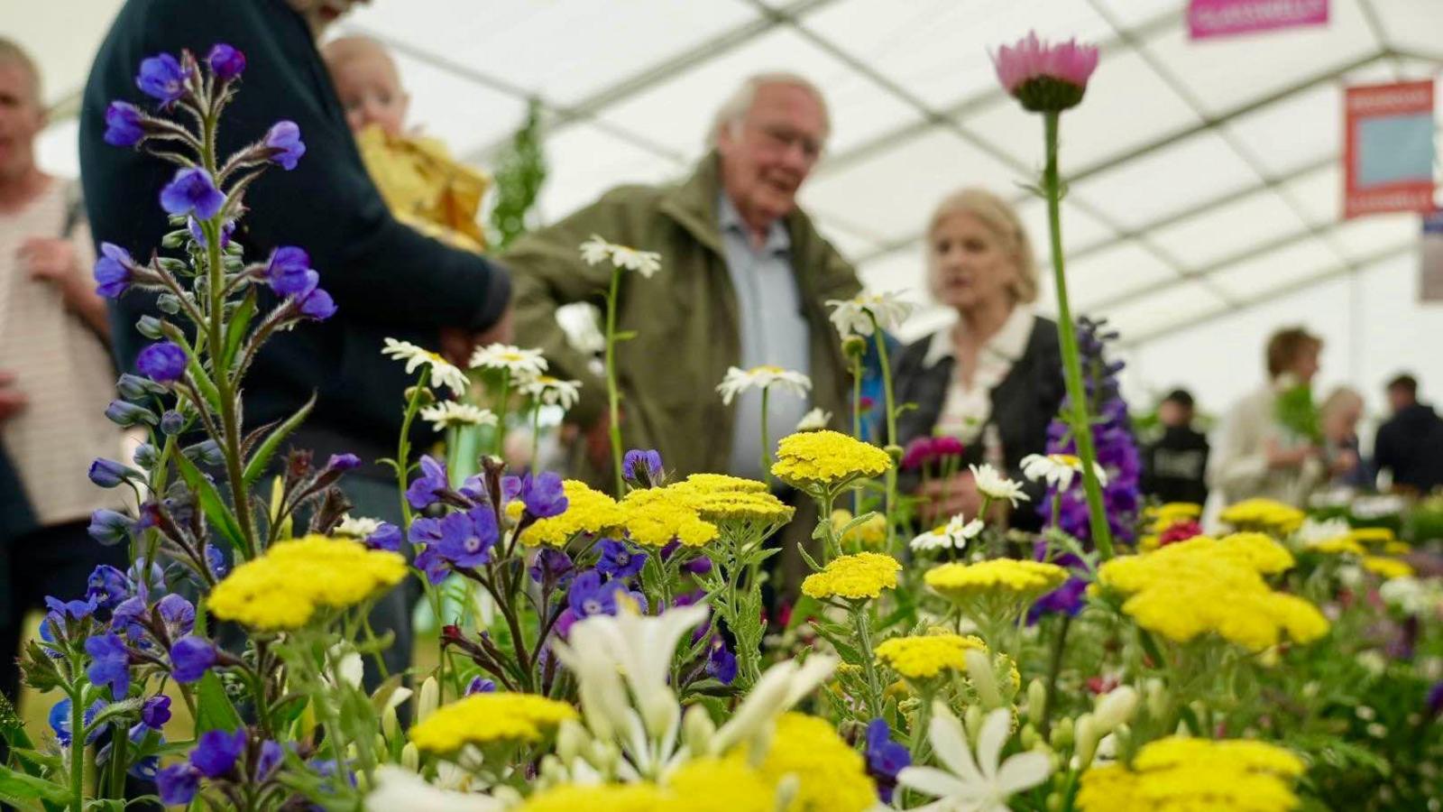 Blue and yellow flowers on display in a marquee