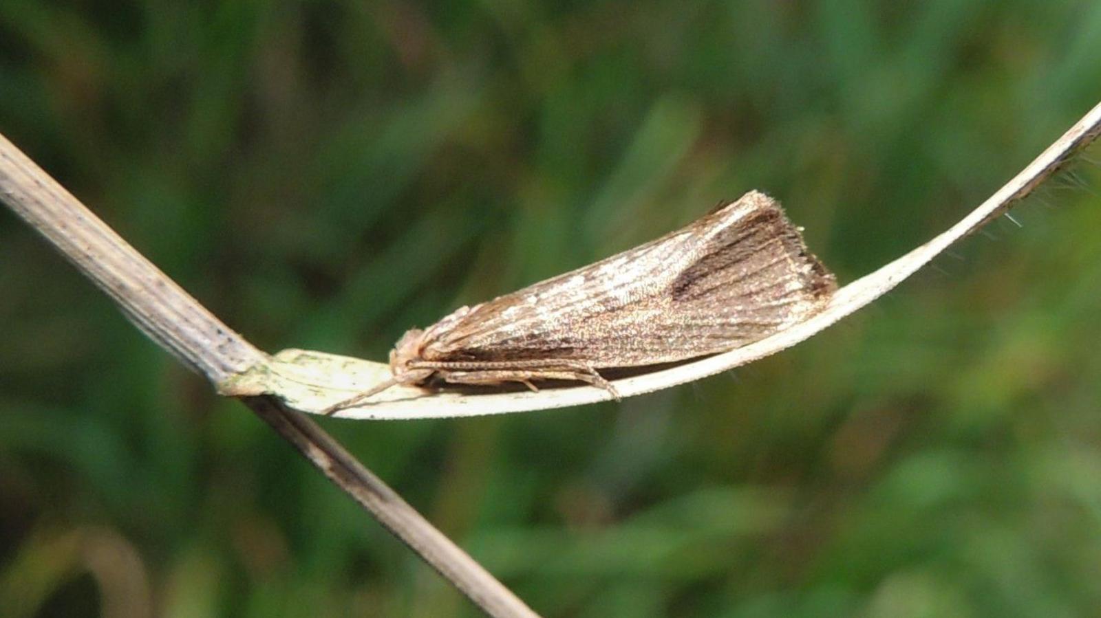 A brown moth on a leaf. 