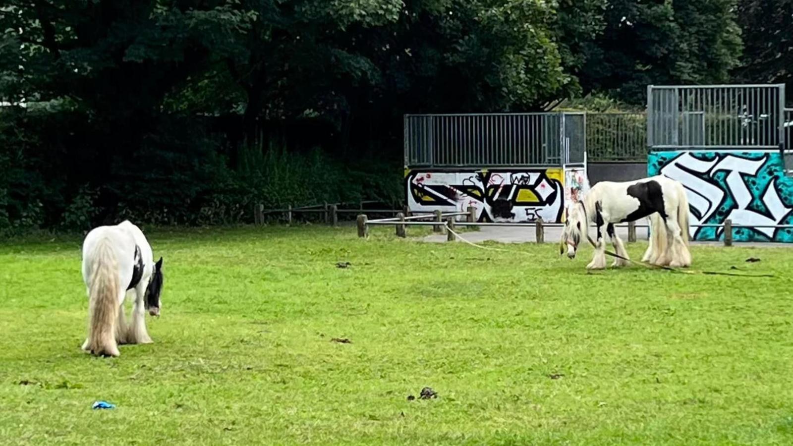 Horses on a park with skate park in the background