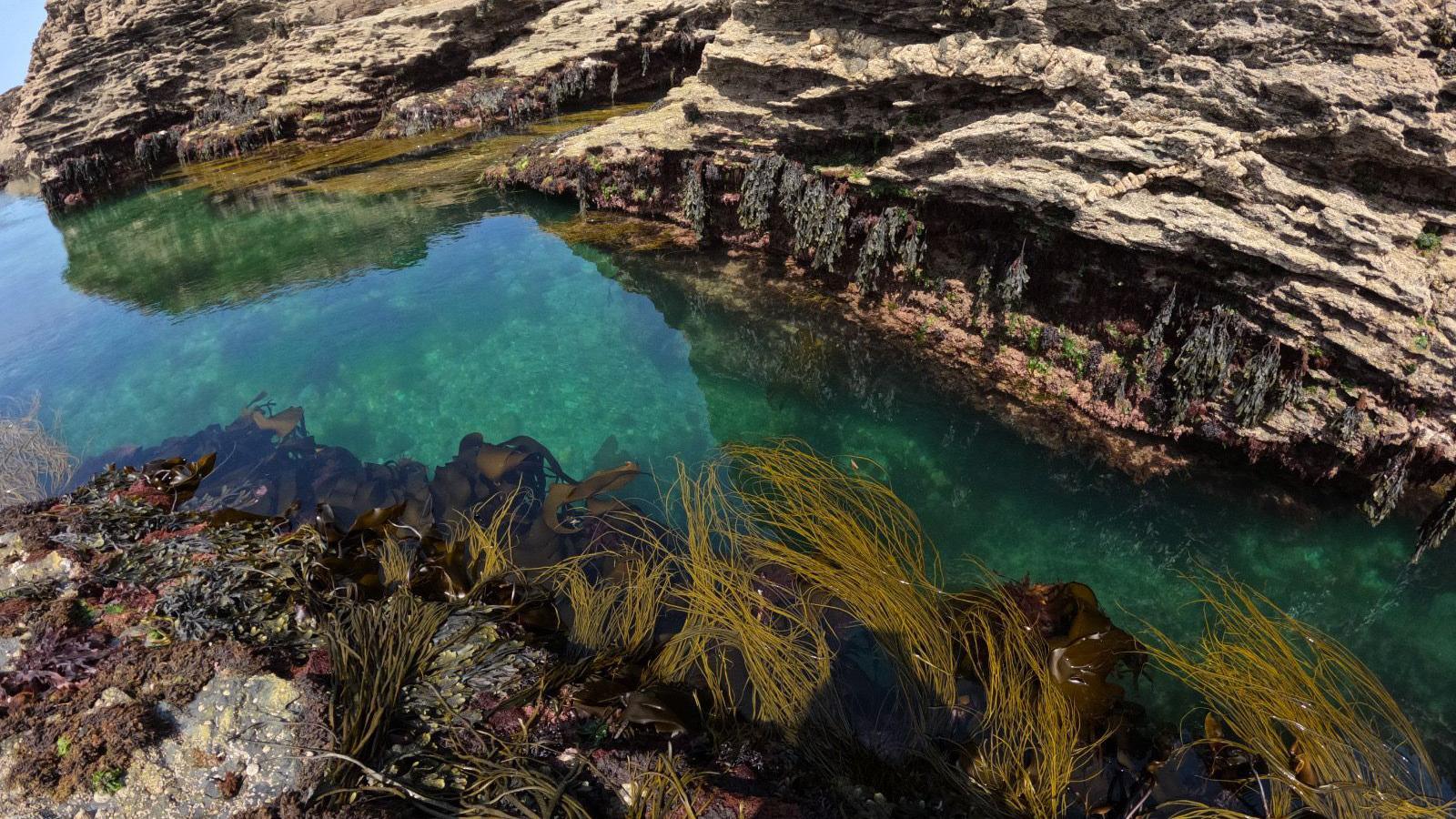 Photo showing seaweed around the shore. The jagged rocks have green seaweed hanging from them. The photo is taken on a sunny day.