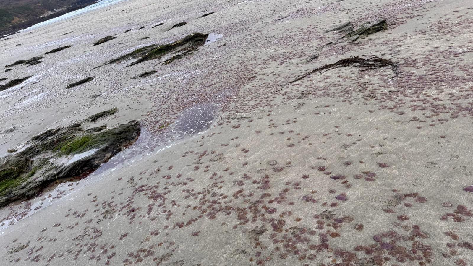 Thousands of purple jellyfish lie on the sand and extend as far as the tide in the distance. 