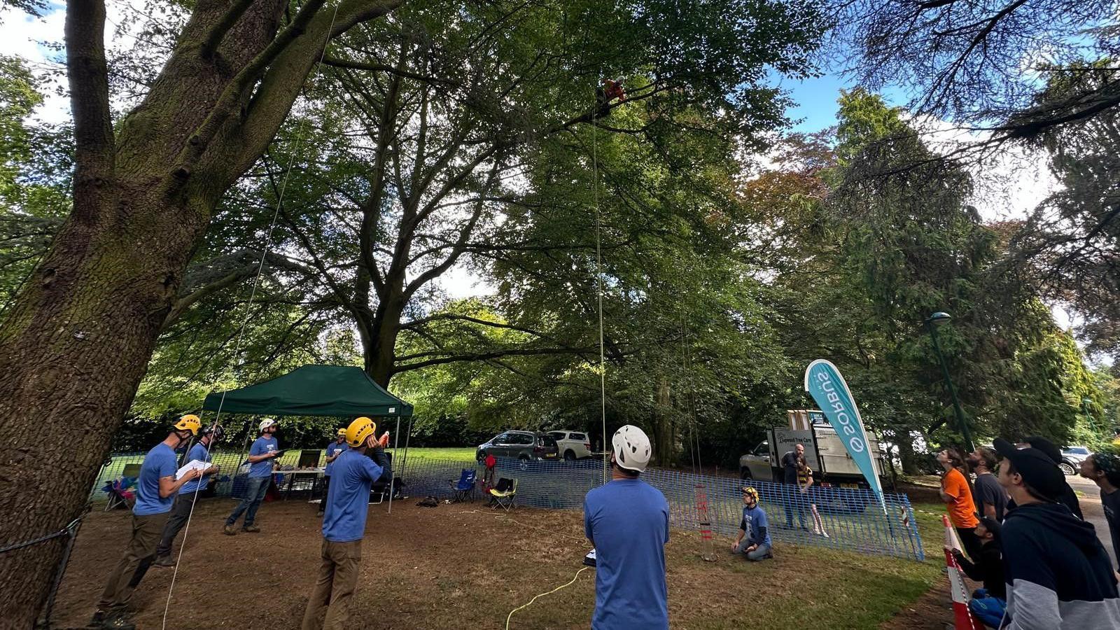 A group of people are stood at the base of some trees as a competitor in the tree climbing competition is carrying out one of the challenges