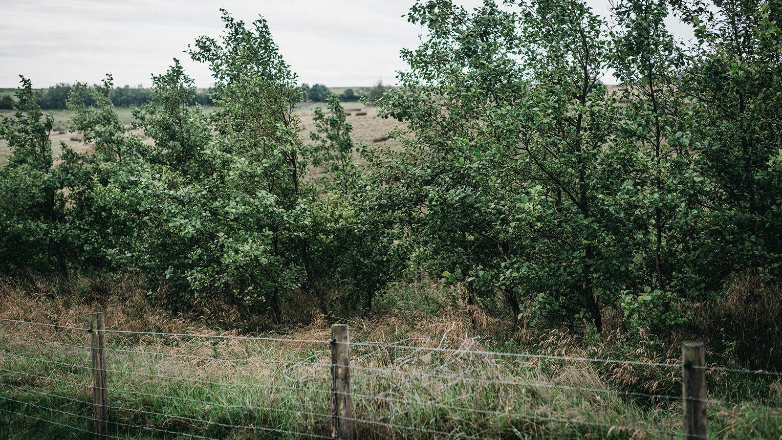 Trees planted along a field as part of a natural flood planting initiative. A fence runs in front of the tree line.