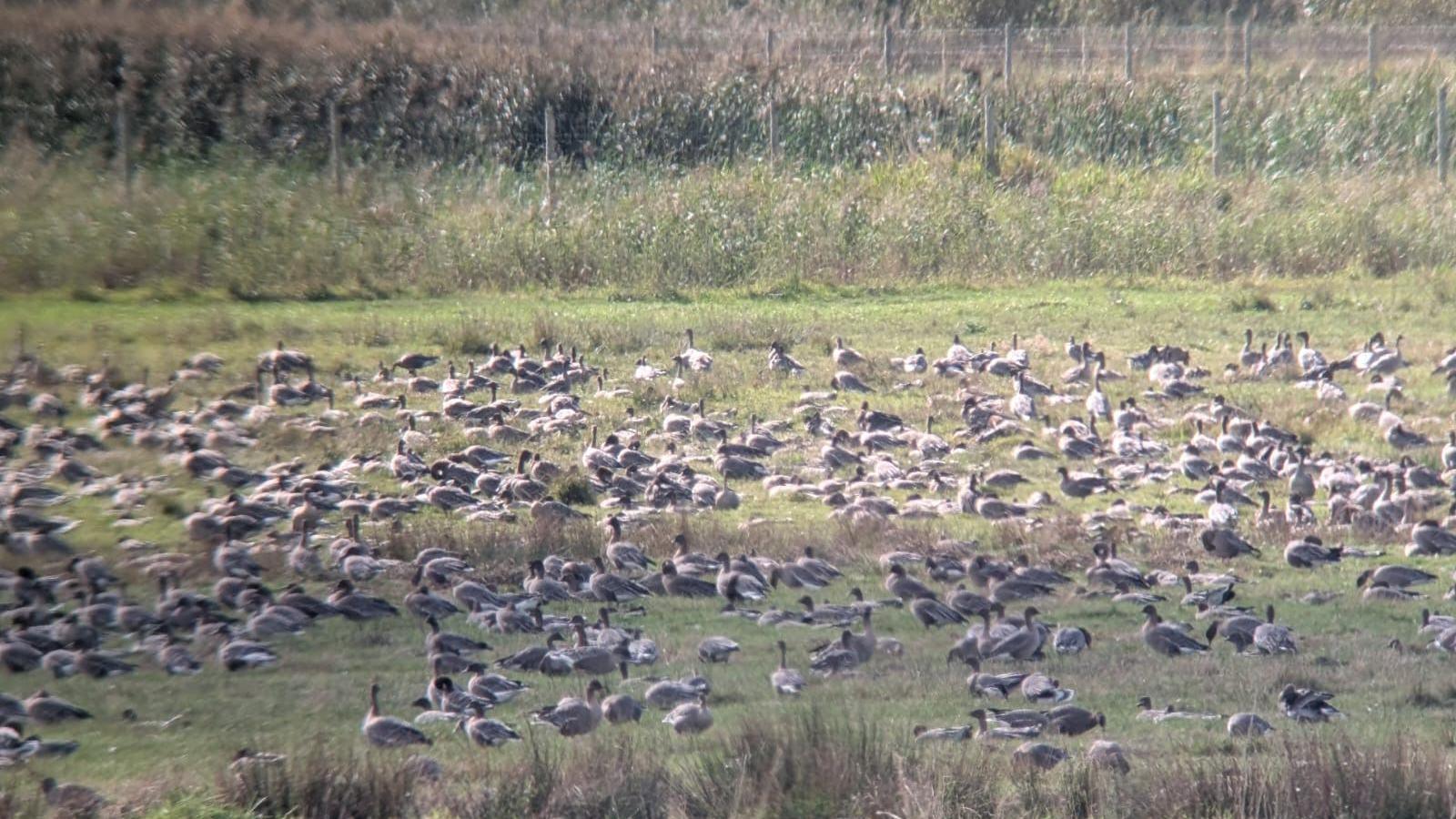 Hundreds of pink-footed geese at Martin Mere