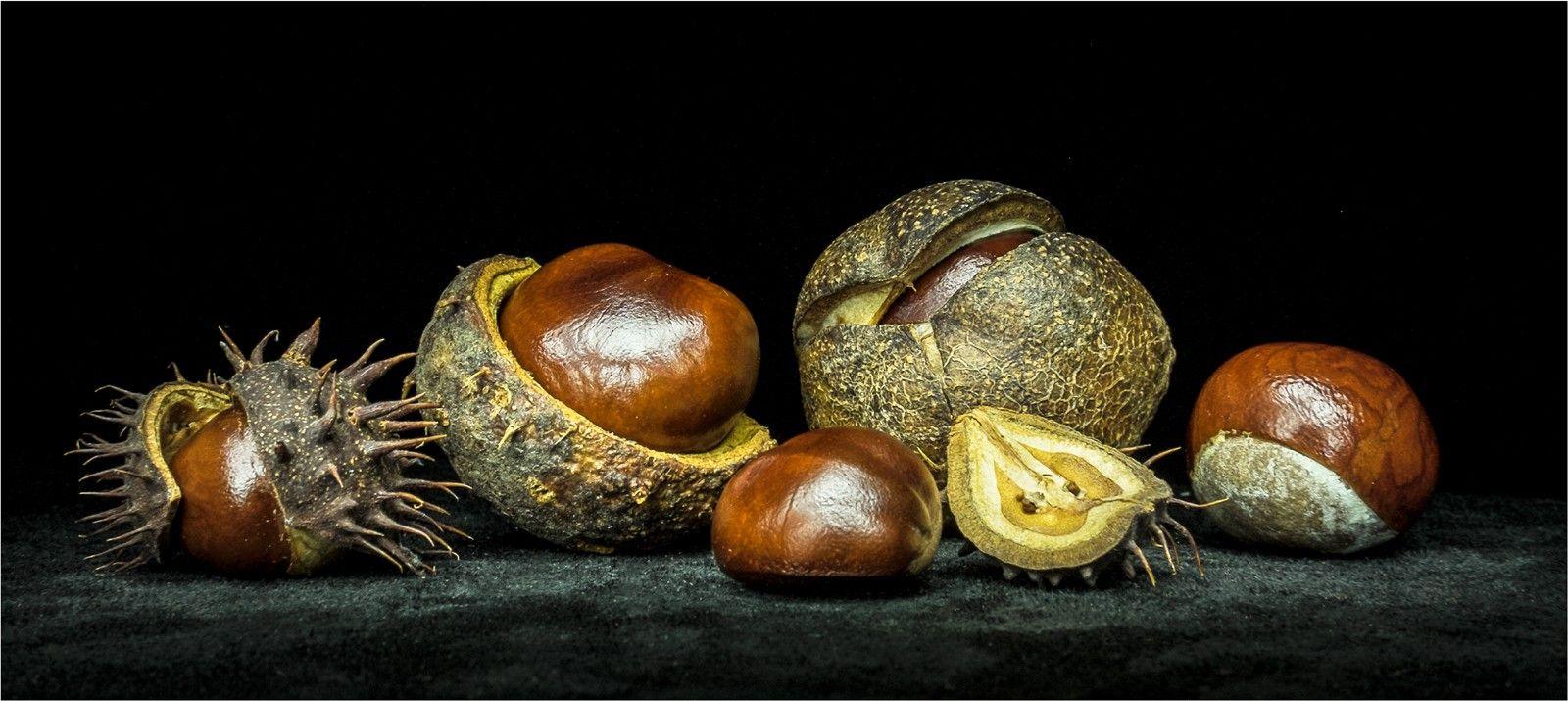 Various sized conkers, some in their shell and some partly or fully peeled