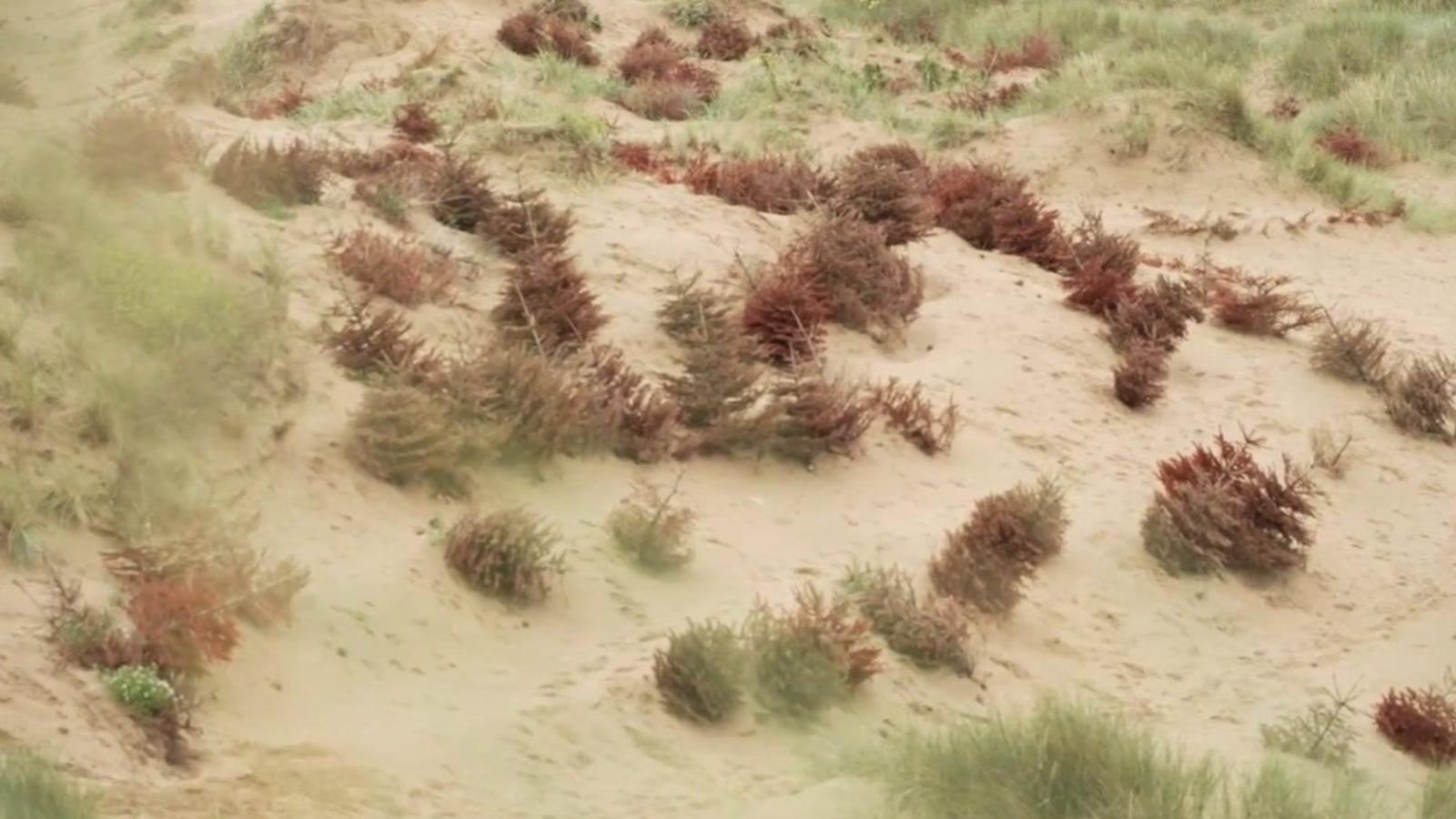 Christmas trees on the sand dunes in Lytham St Annes