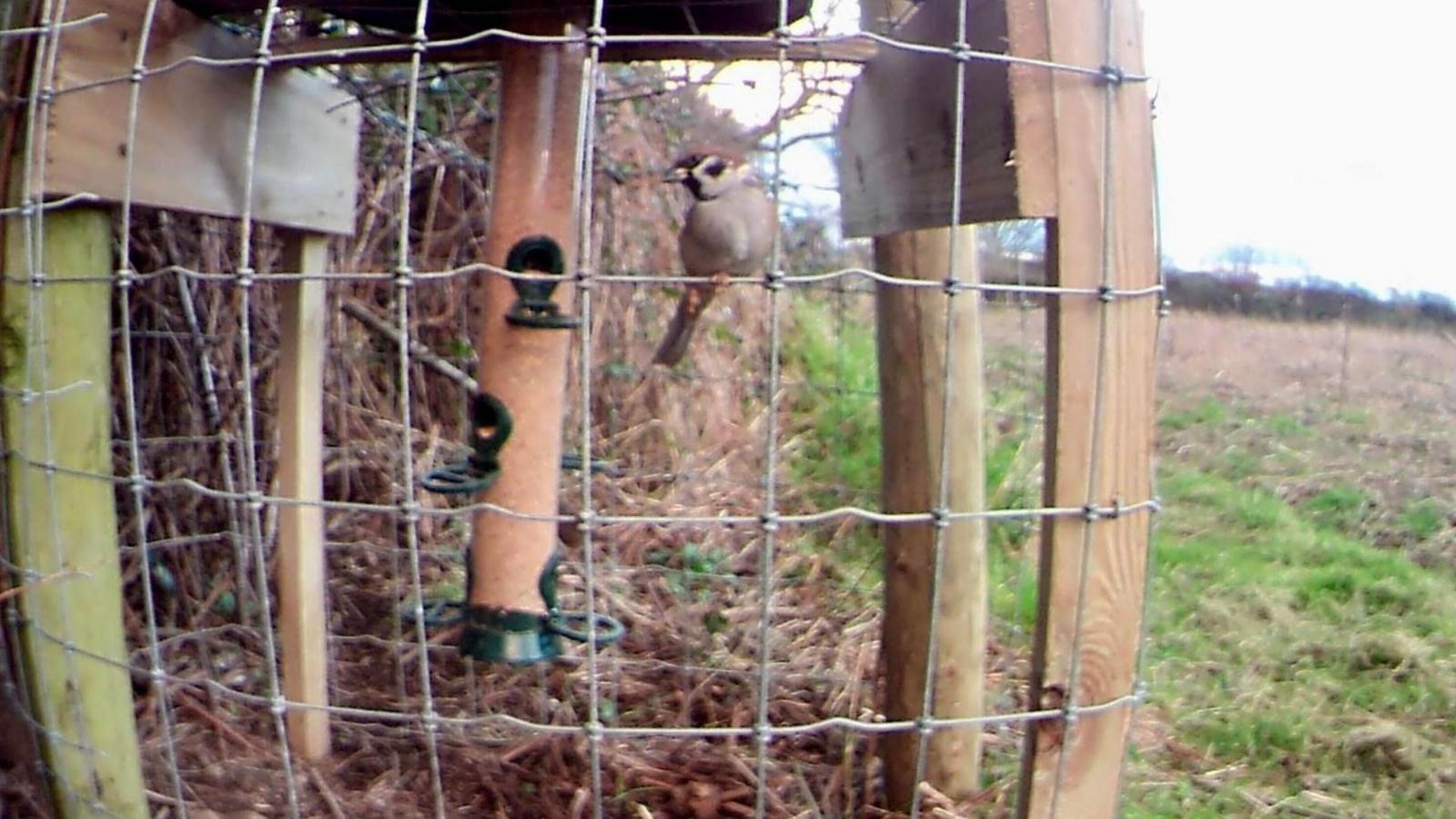 A bird inside one of the feeding stations