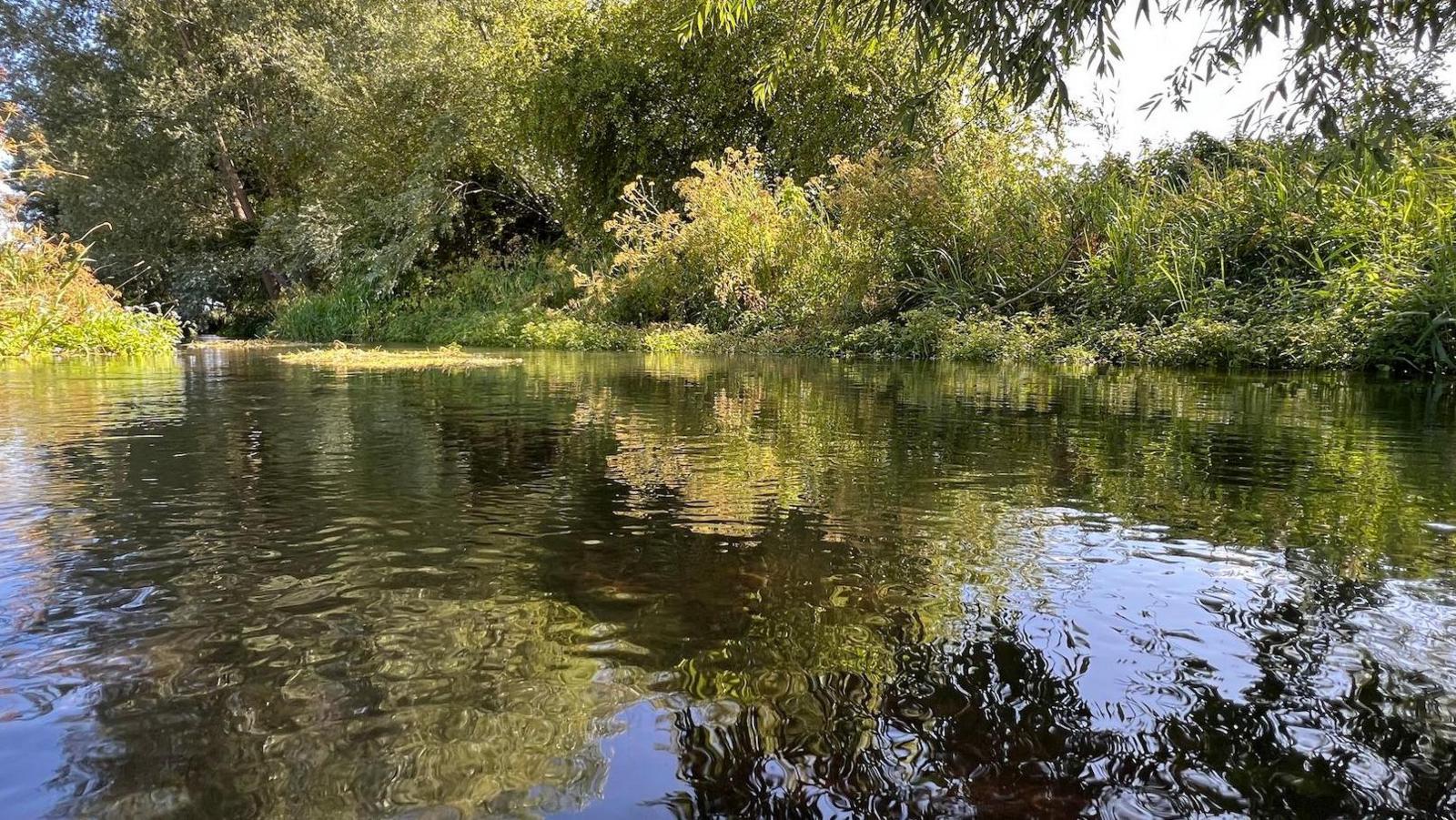 The picture shows the River Pang reflecting the trees and shrubs that line its banks.