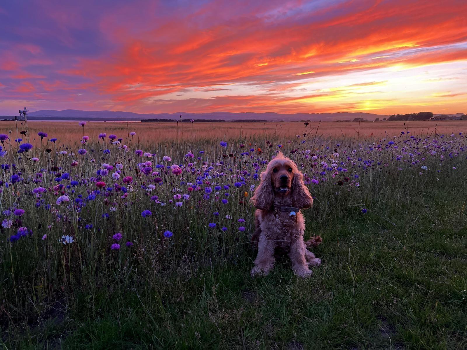 Small dog standing in a field of purple and pink wildflowers below a vivid sunset of yellow, orange, pink and purple colours.