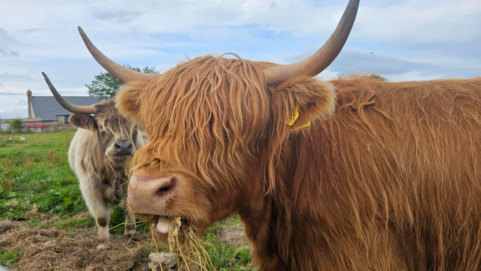 A Highland cow, standing outdoors and eating grass