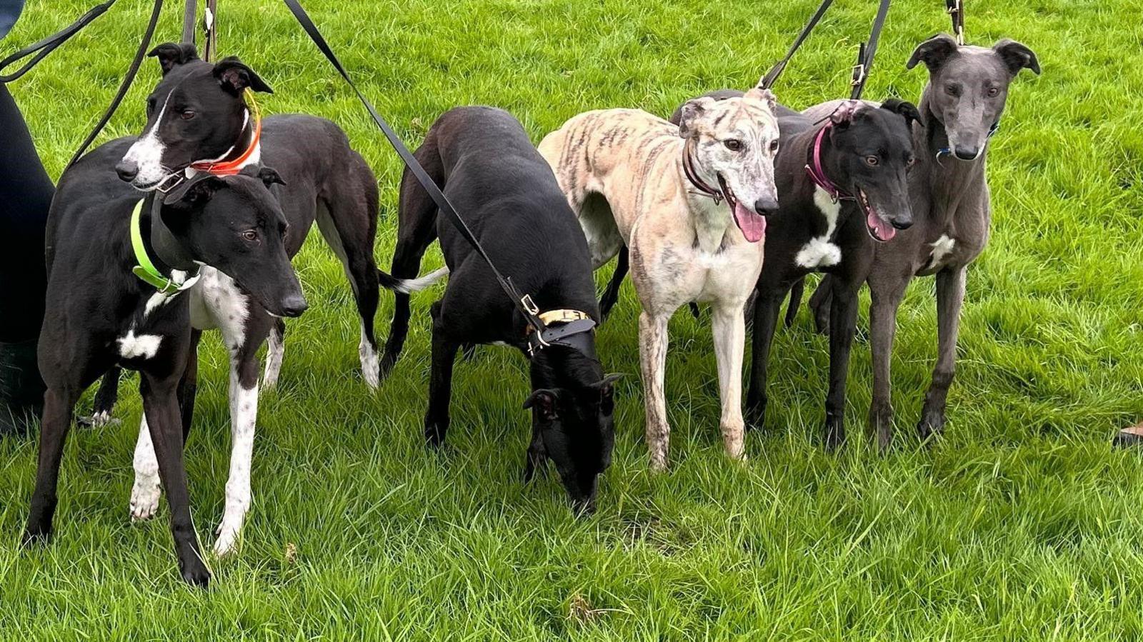 A line of six greyhounds, four are black, one grey and one a blond.