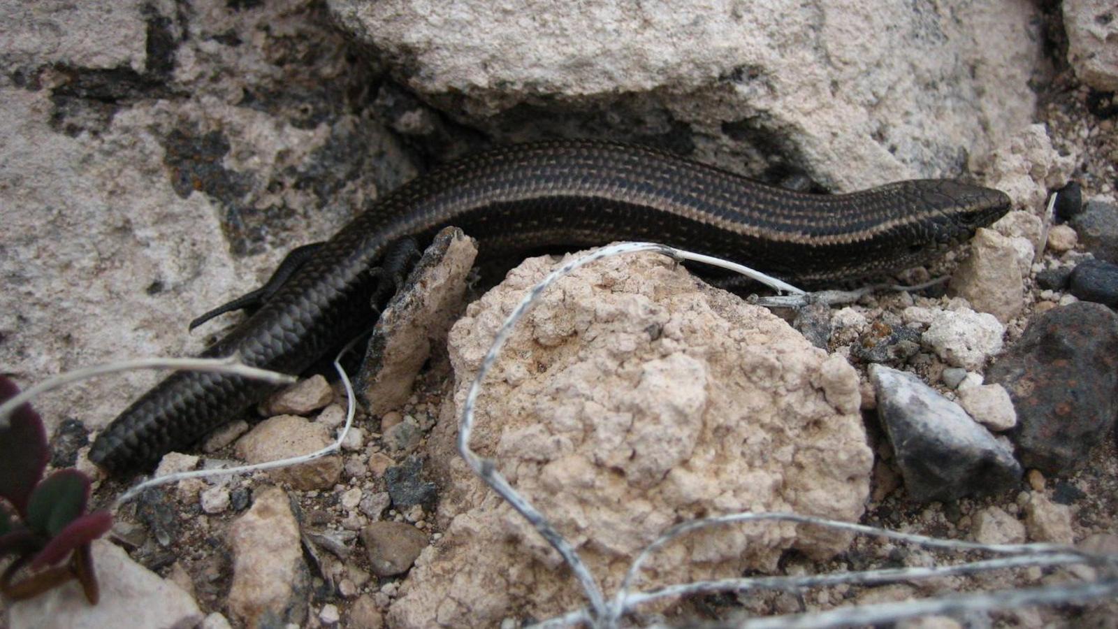 Dark, wormlike creature slithering between white rocks