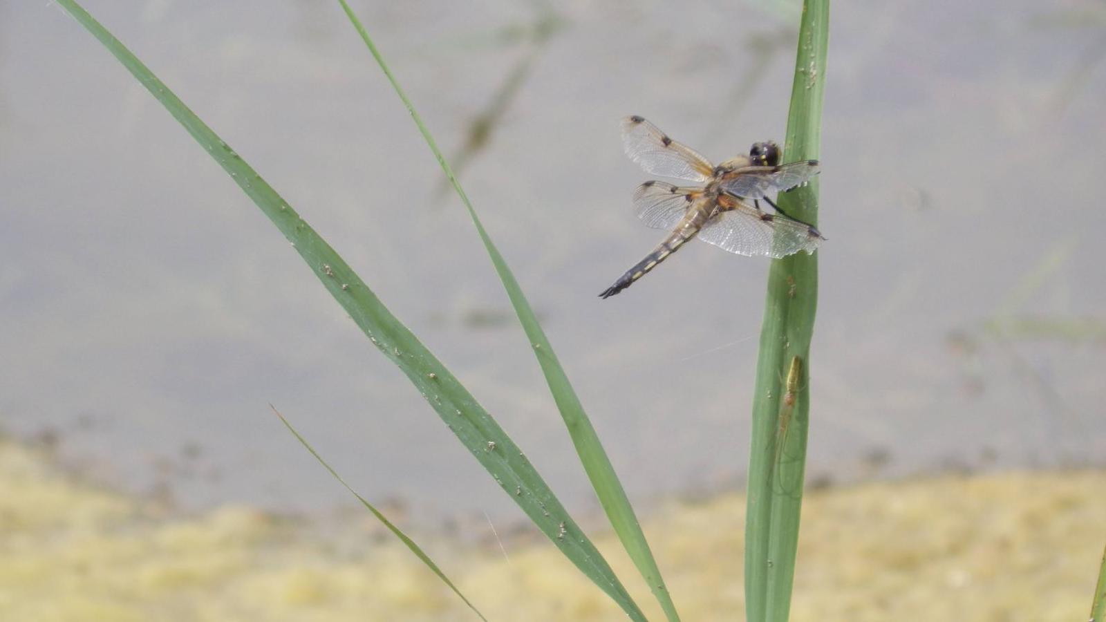 Dragon-fly like insect with double wings with spots on and long abdomen clings onto a grass stalk near a pond.