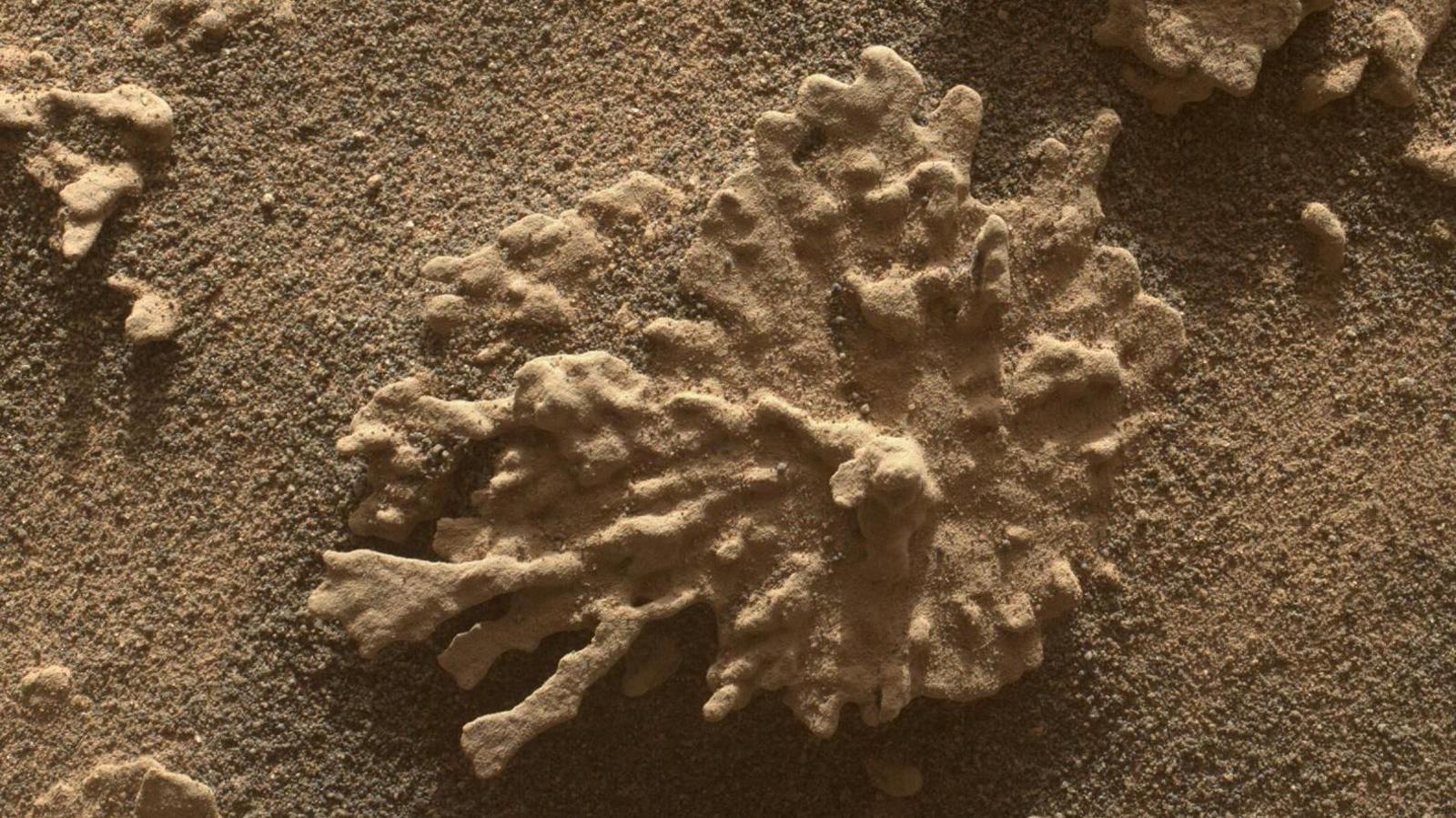 Rock shaped like a piece of coral on Mars.