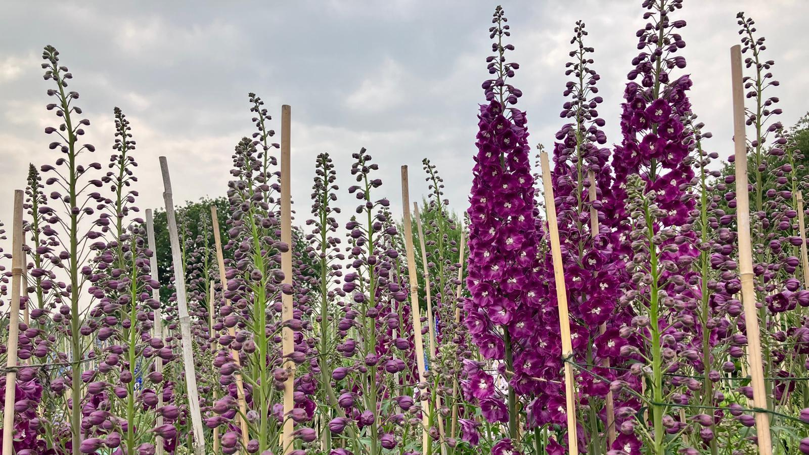 Several spires of Delphiniums at various stages of bloom. The plants are tied to wooden canes.