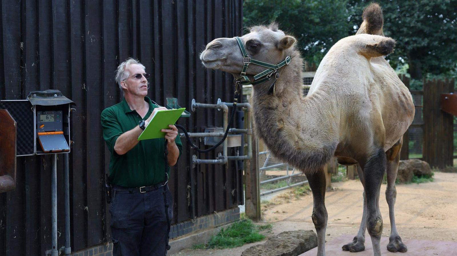 Zookeeper standing next to camel. 