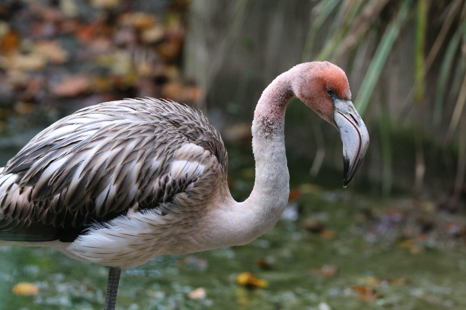 A flamingo. Its feathers are a mixture of pink and black/grey. 