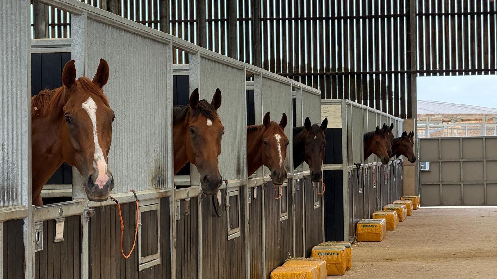 Seven horses with their heads peering out of their stables. There are yellow bags of wrapped packets of hay outside each door.