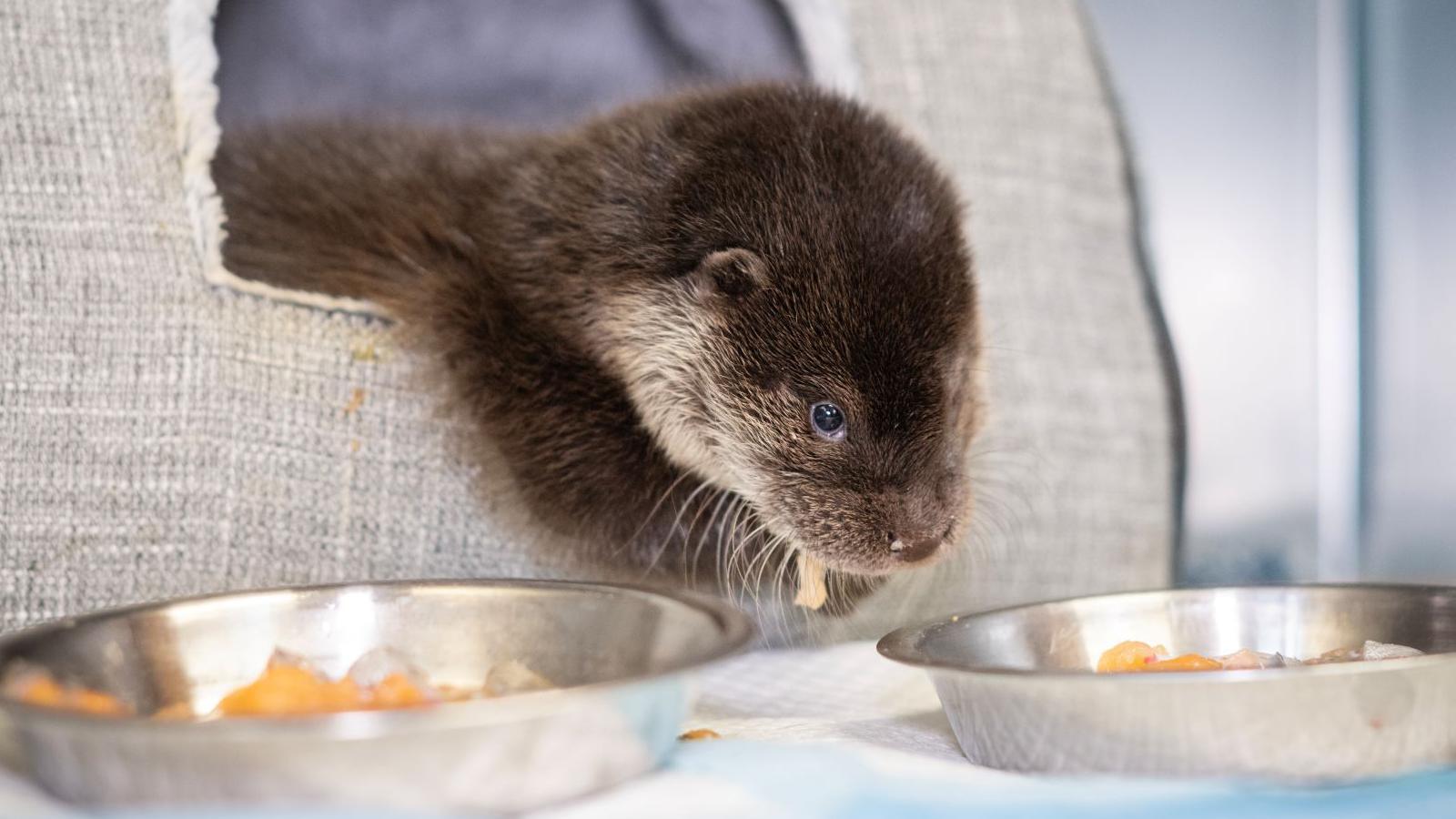 Baby otter coming out of its little indoor house made of grey material with a small piece of fish in its mouth heads towards two metal bowls filled with fish
