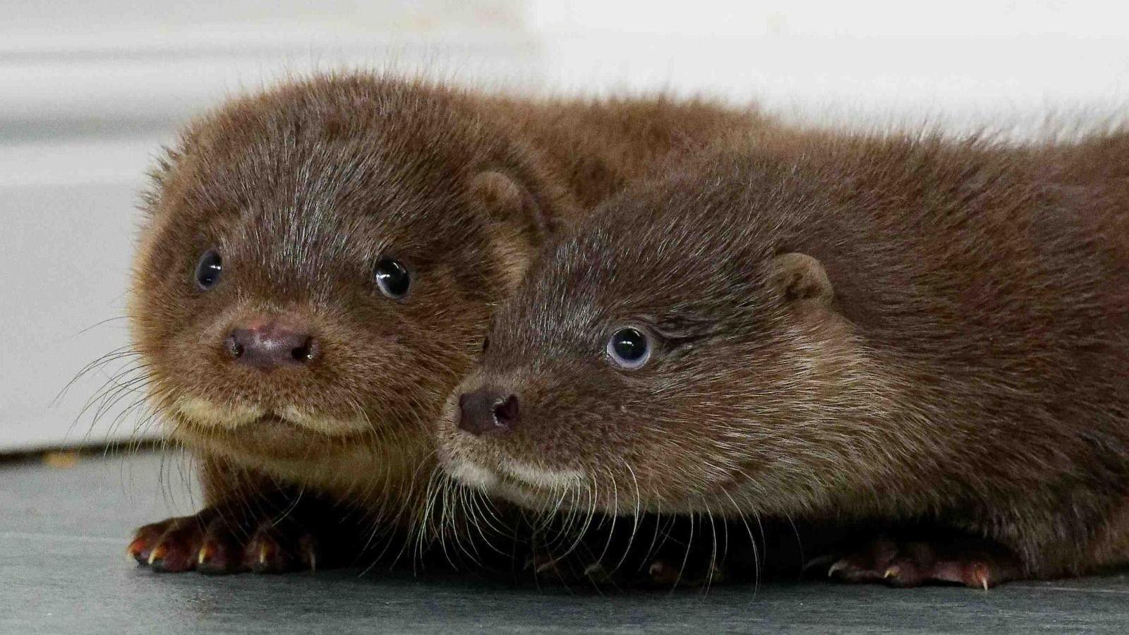 Two small brown otters nuzzling up to each other