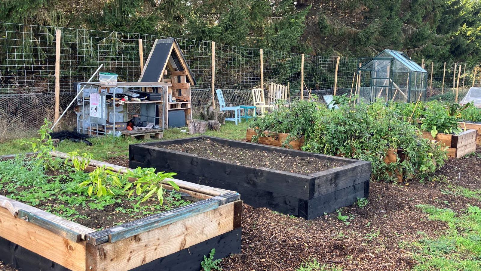 Several raised beds with crops in. A wire fence, tool shed and a greenhouse are in the background.