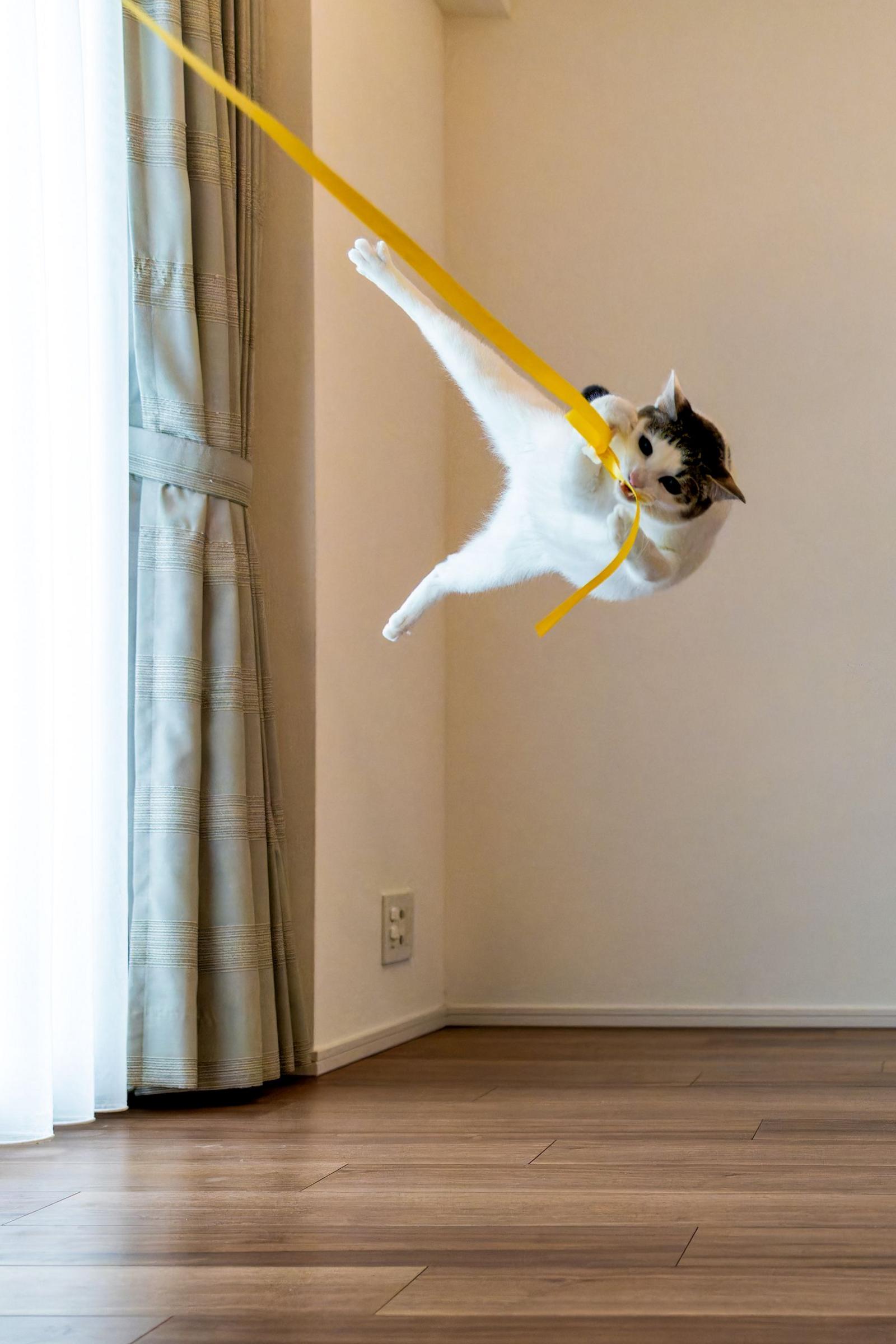 a cat swinging from the curtains