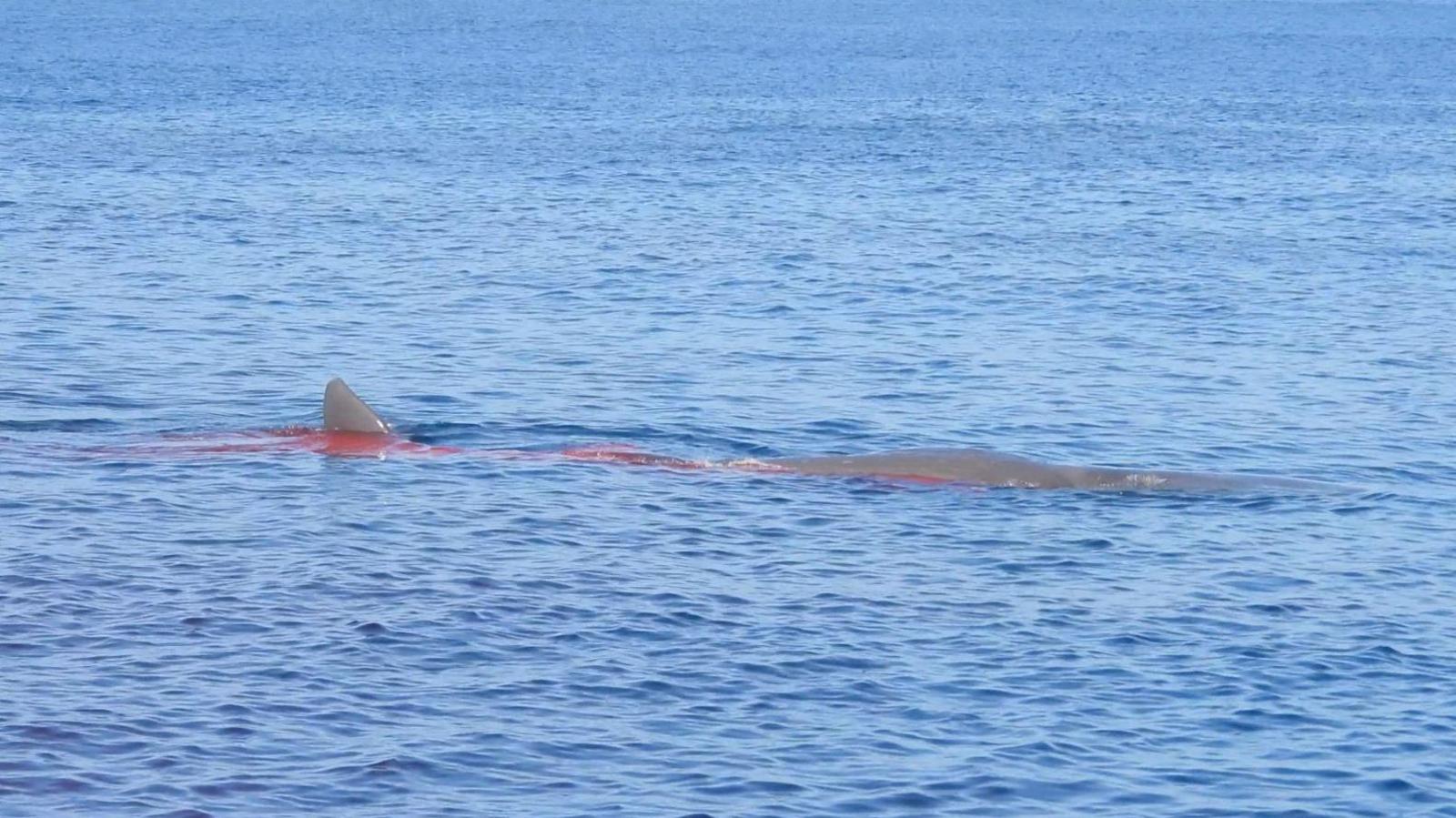 An injured sperm whale in the Strait of Gibraltar. The animal was struck by a vesssel