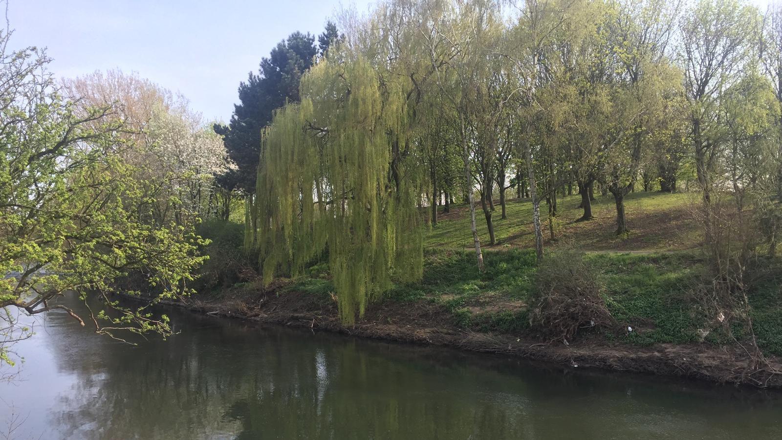 The River Derwent in Derby city centre. The river can be seen across the front of the  photograph with trees and grass behind it on the river bank