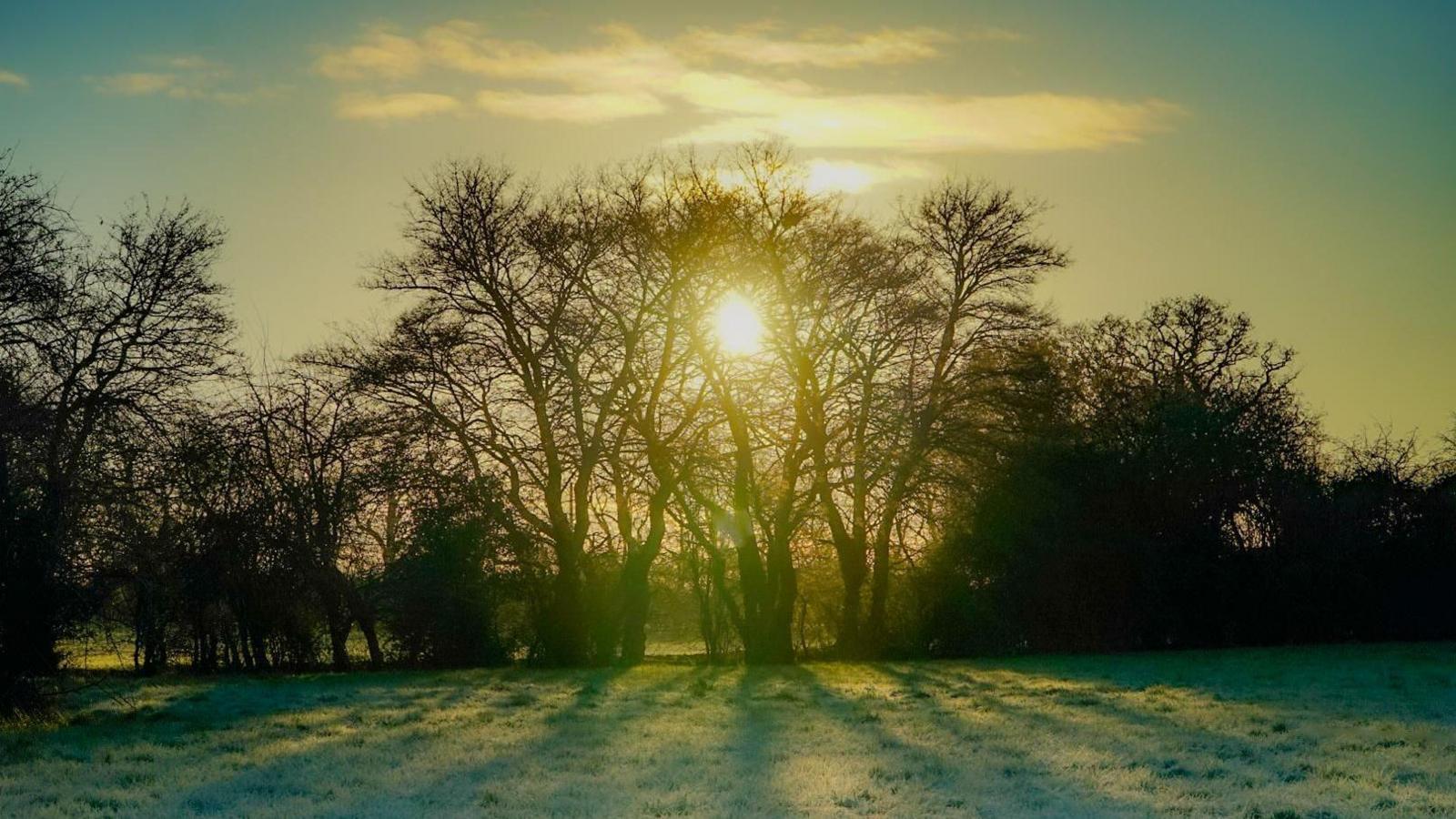 Sun shines through trees early in the morning with frost seen on grass in the foreground