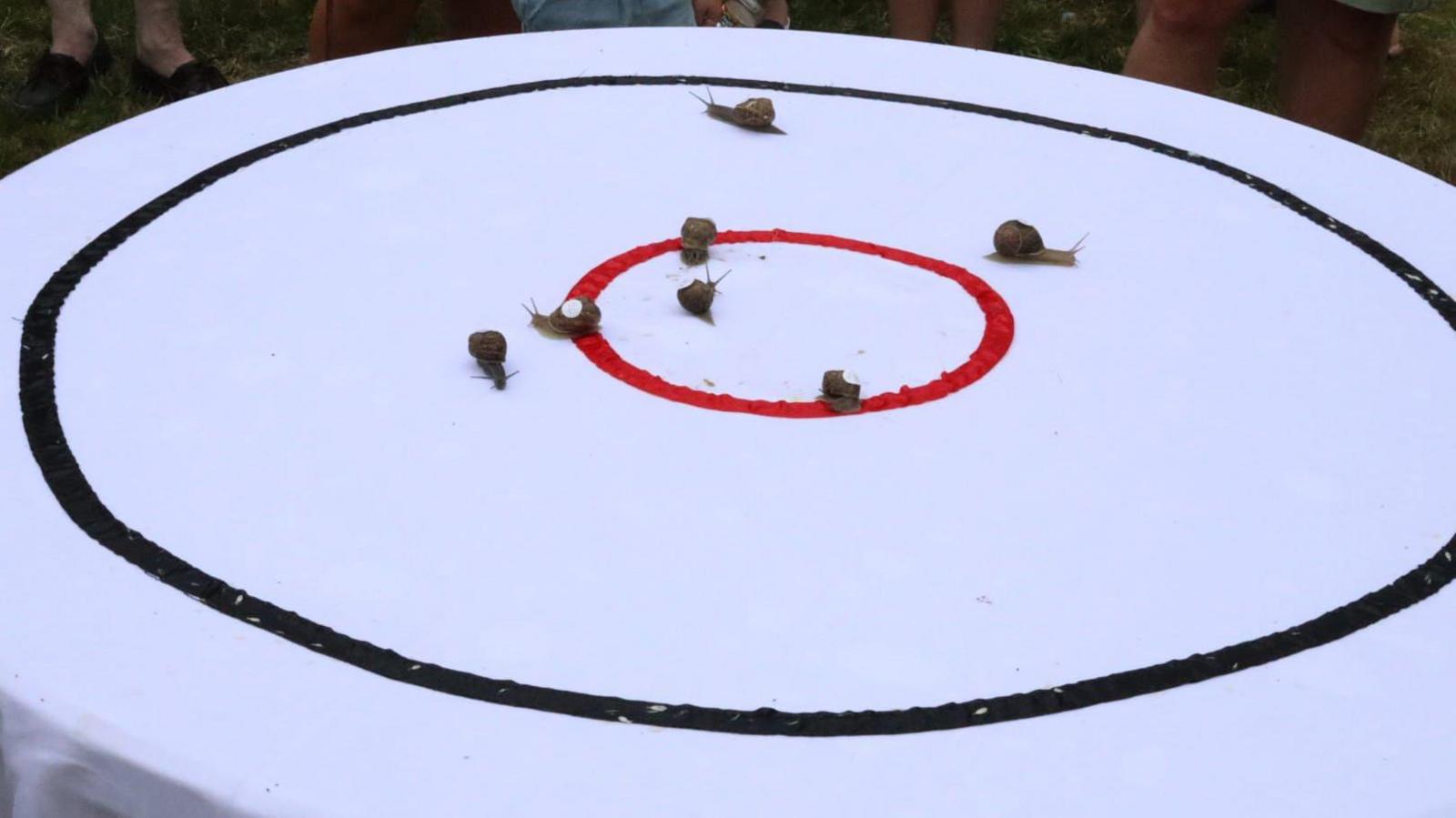 The World Snail Racing Championships course