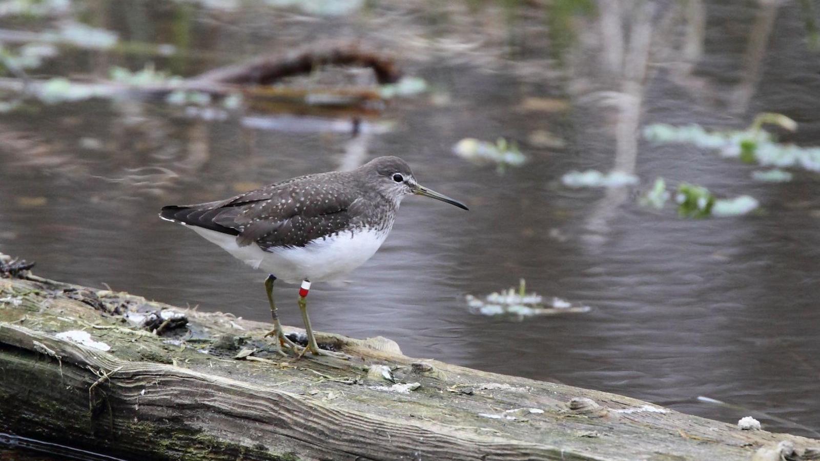 A green sandpiper stands on a wooden slat next to a lake or pond. It is grey on top with a white underbelly, and has a small white and red marking tag on its right leg. It has a long slender beak. There are water lillies on the pond. 